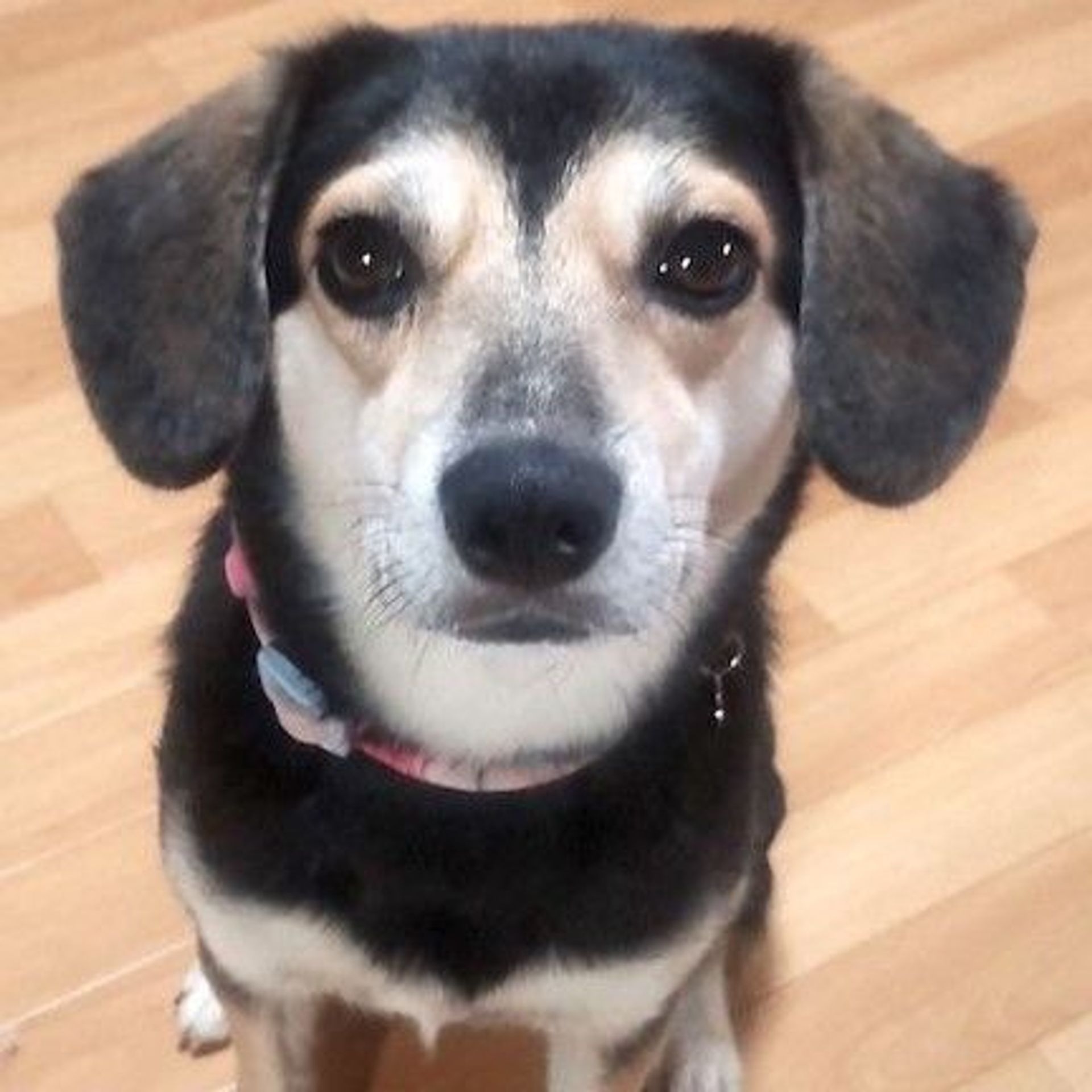 雑種（ミックス犬）・メスの里親募集の写真