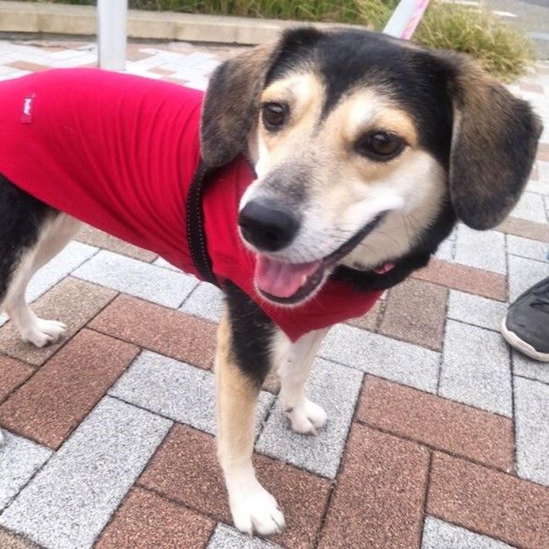 pet-image-3