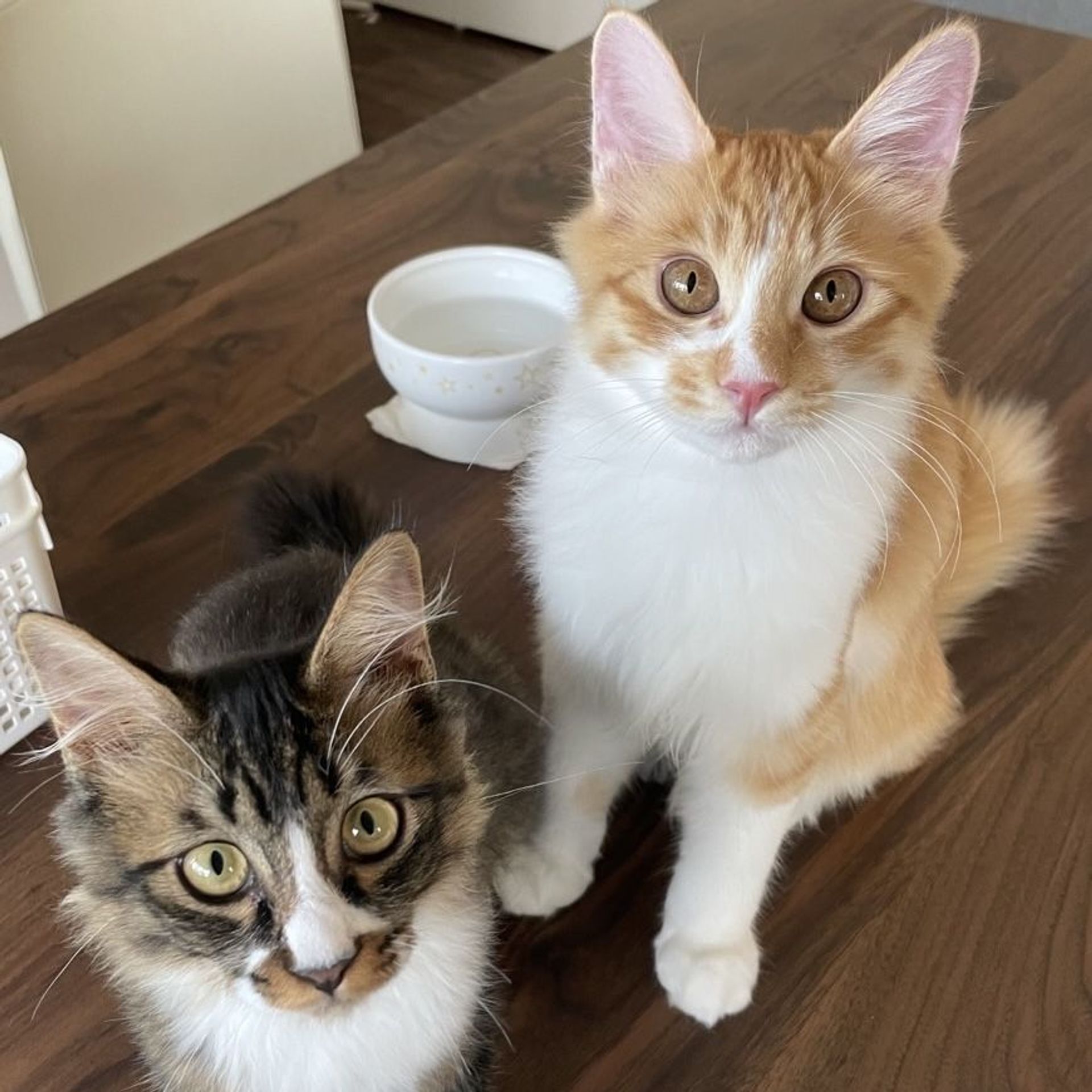 雑種（ミックス猫）・オスの里親募集の写真