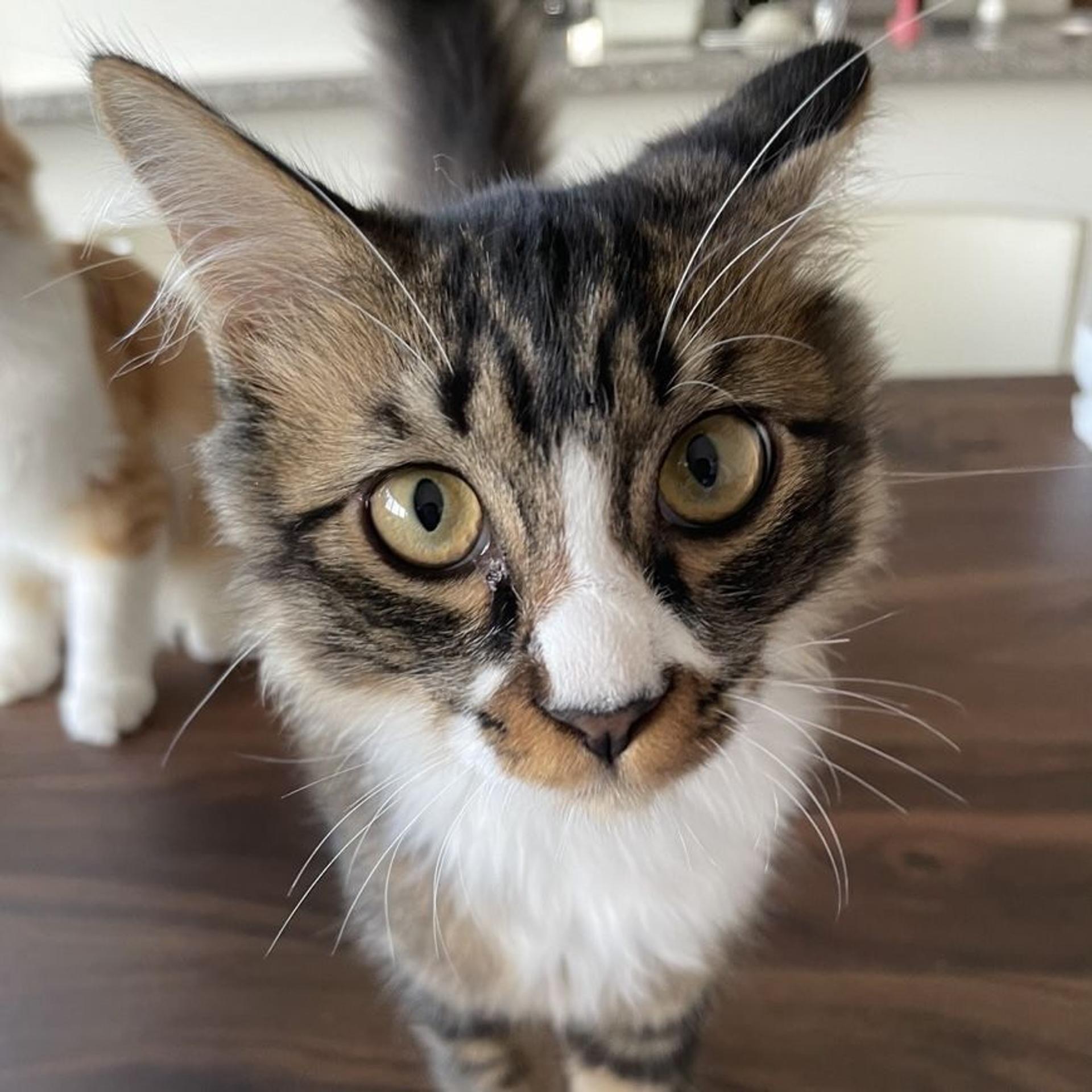 pet-image-2