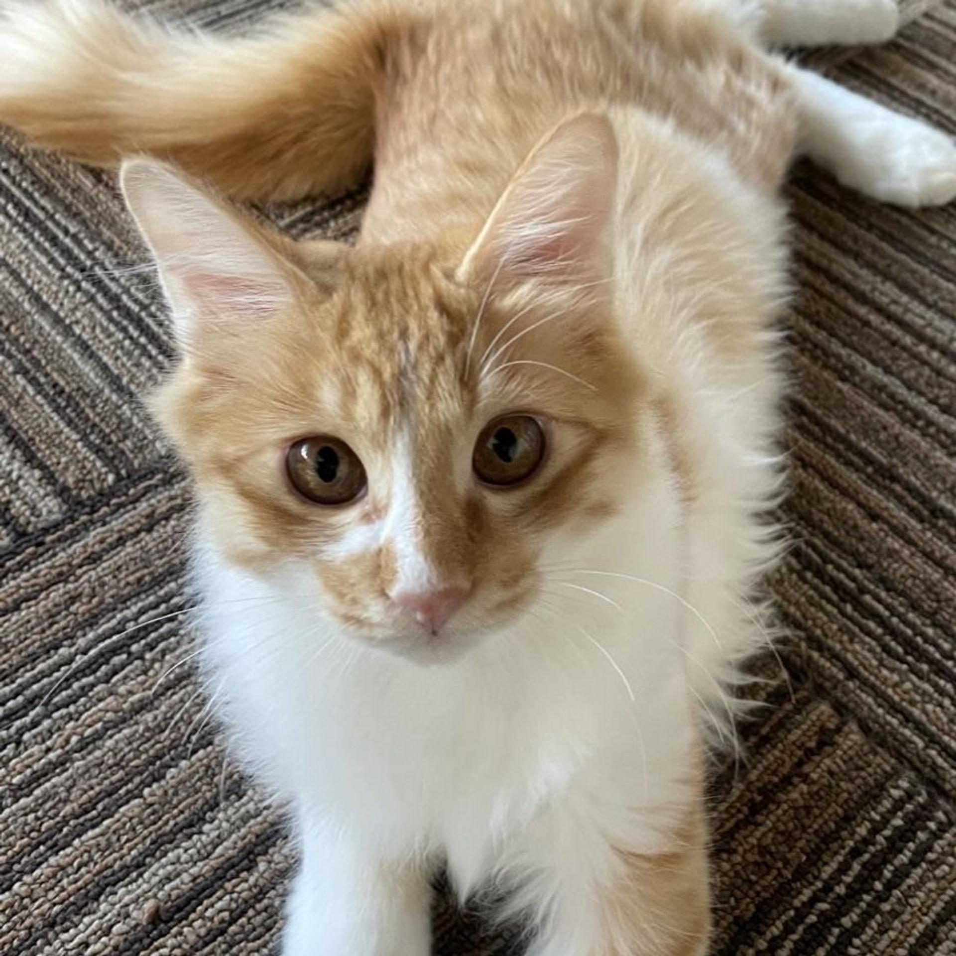 pet-image-3
