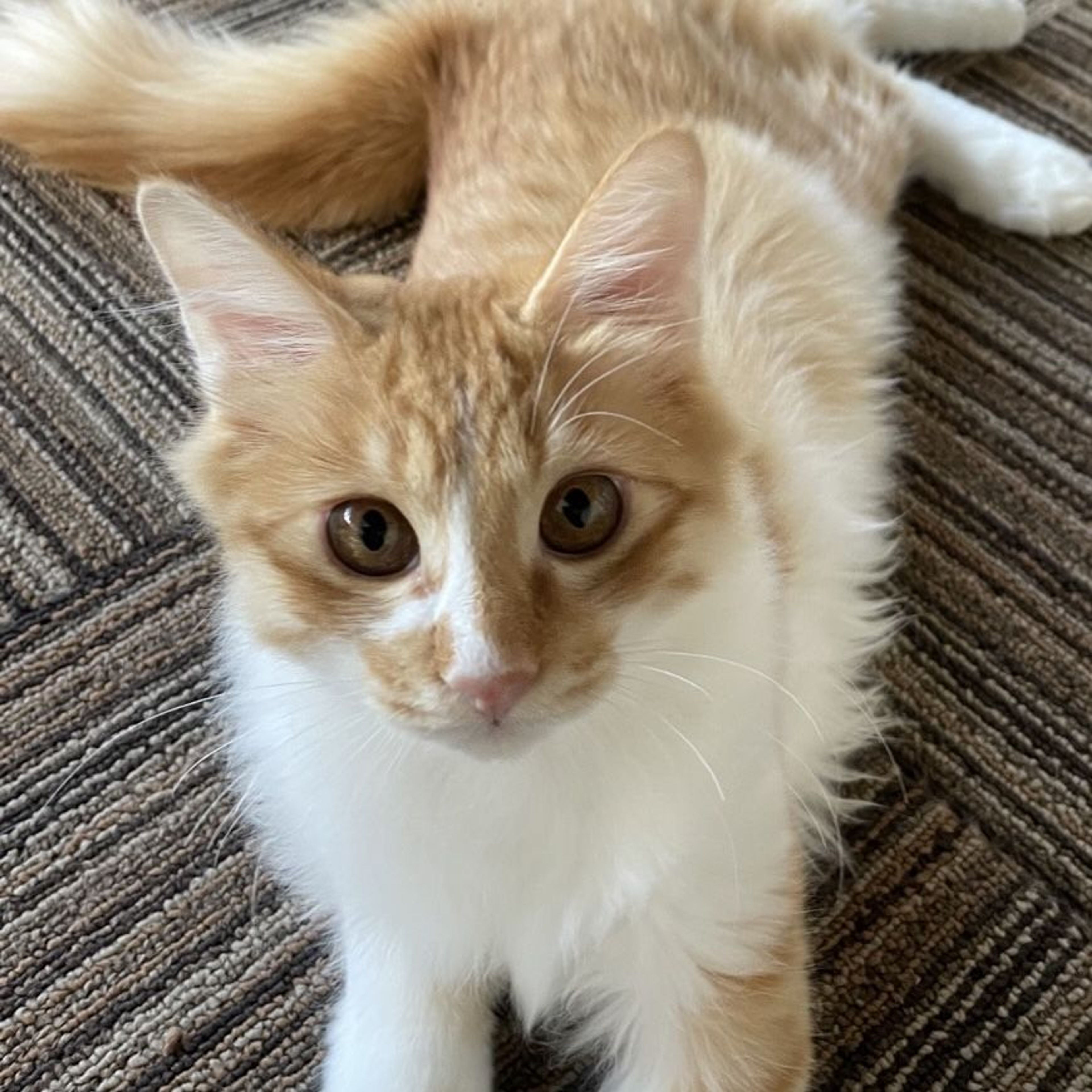 pet-image-3