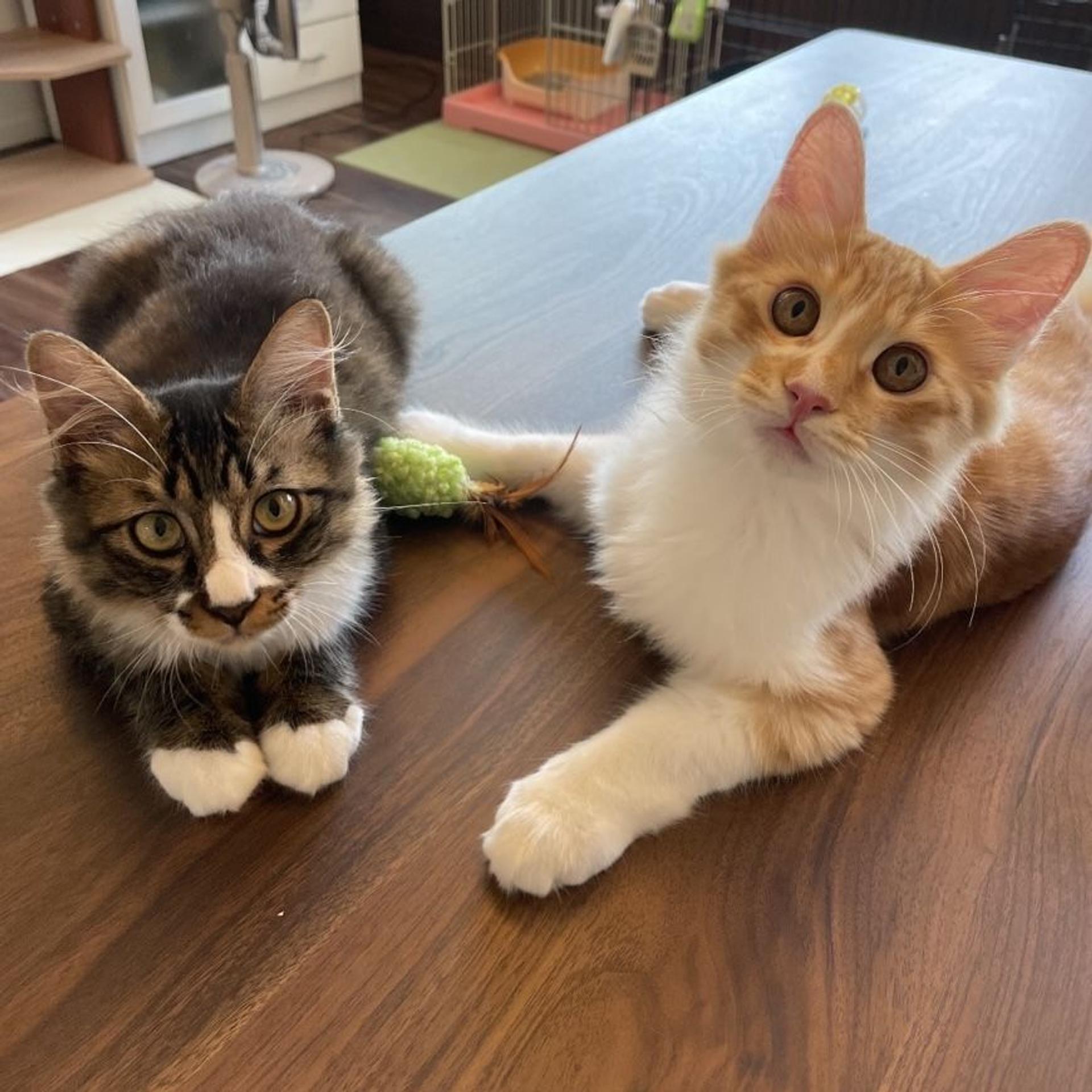 pet-image-4