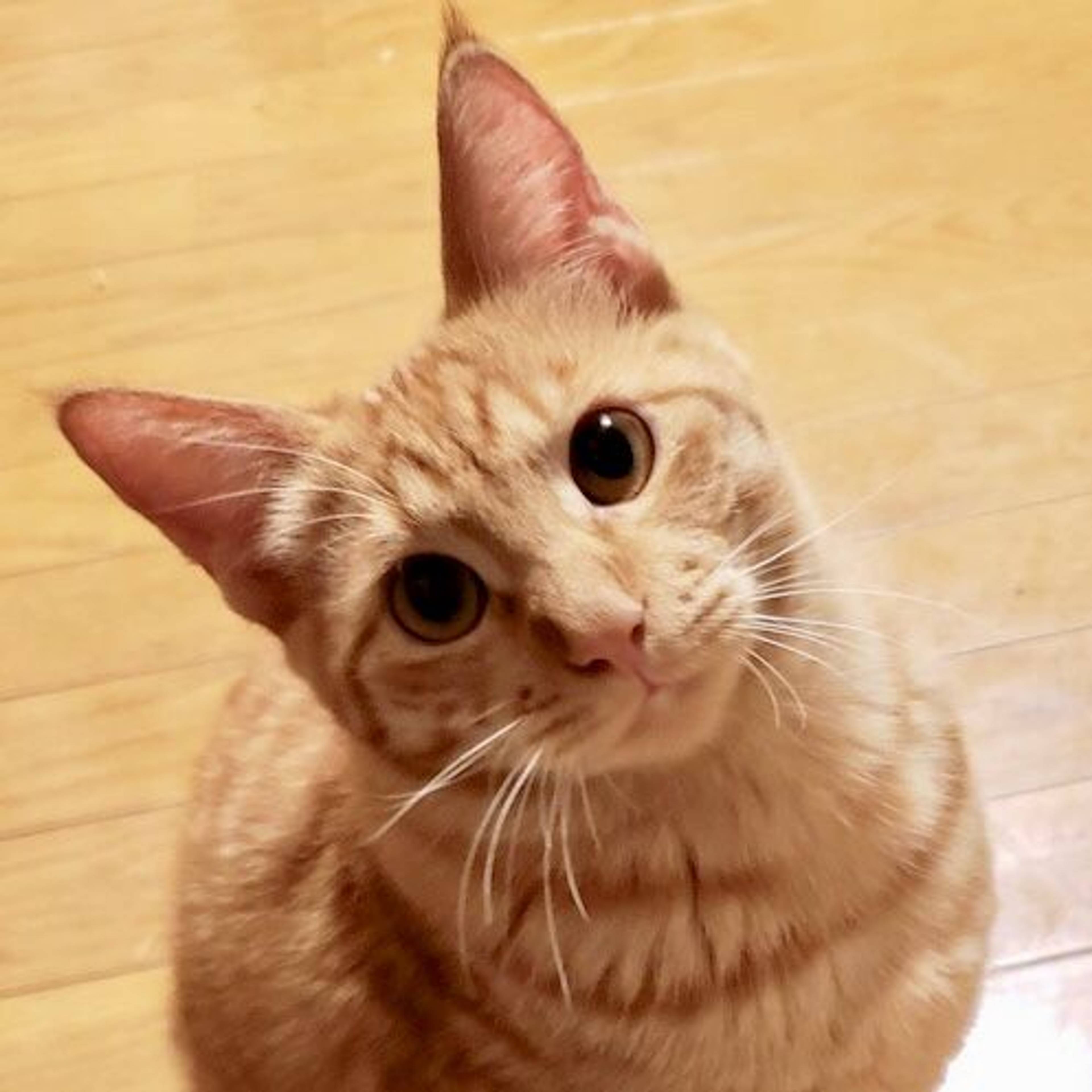 雑種（ミックス猫）・オスの里親募集の写真