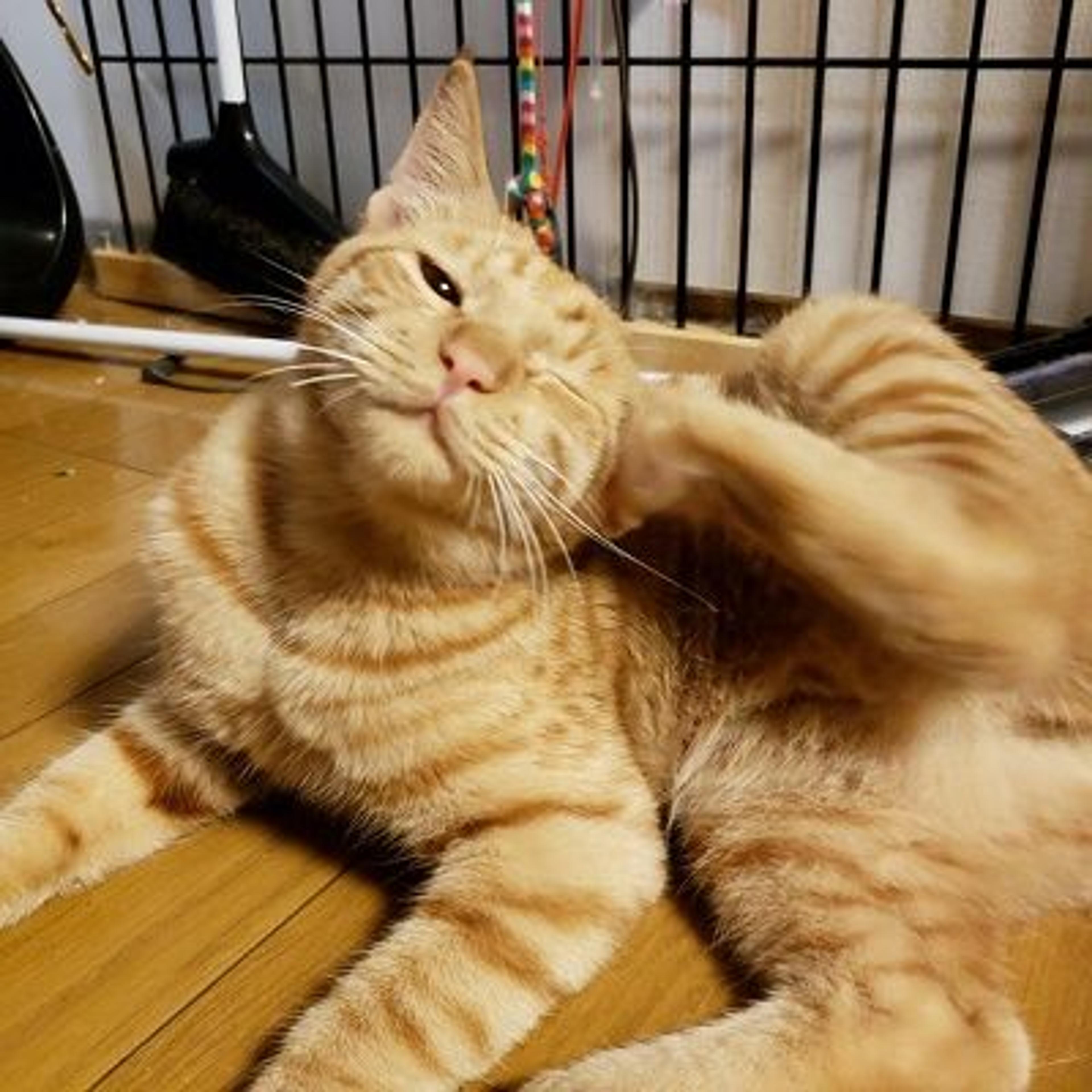 pet-image-2