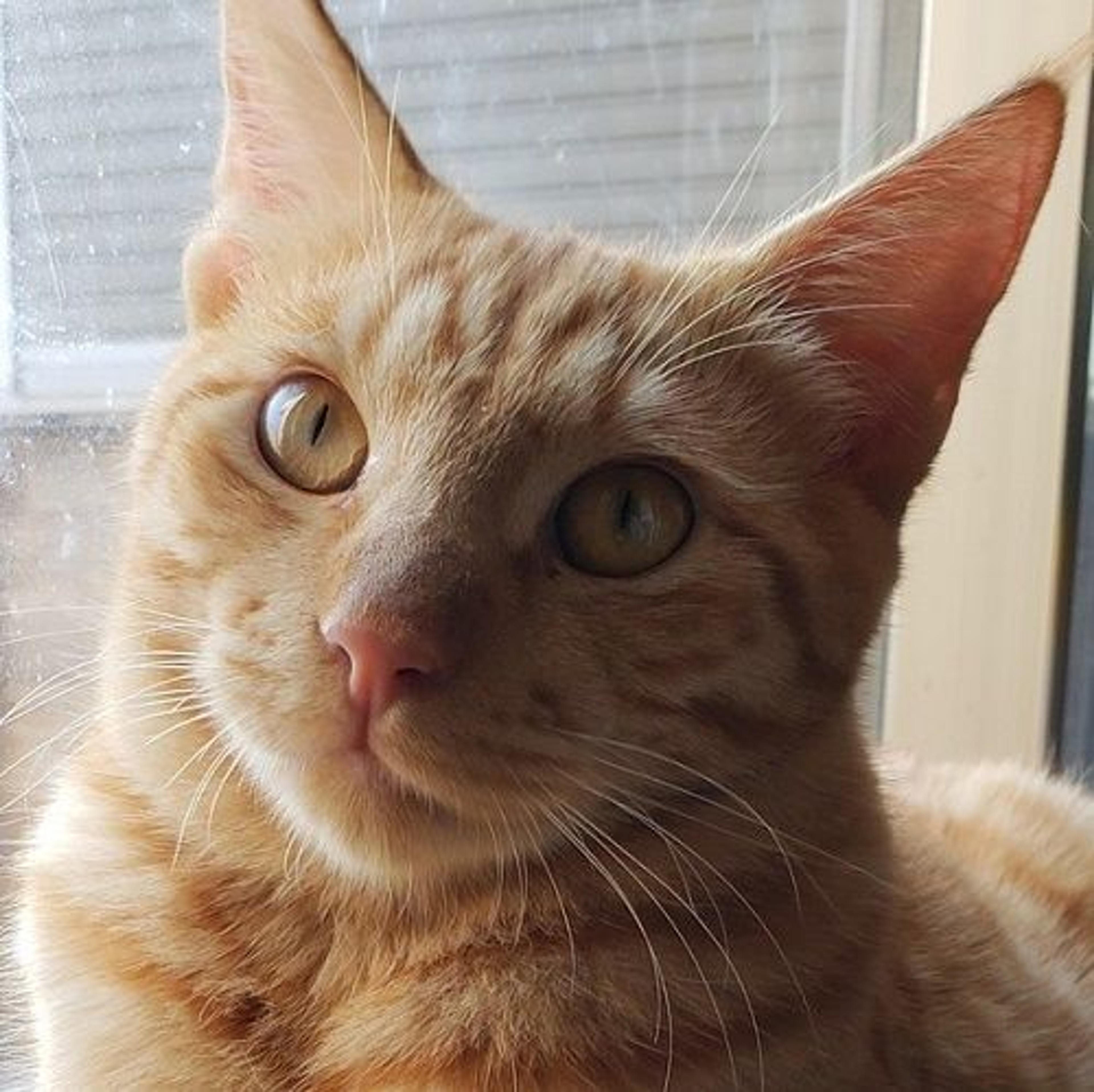 pet-image-3