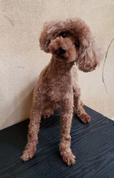 小麦