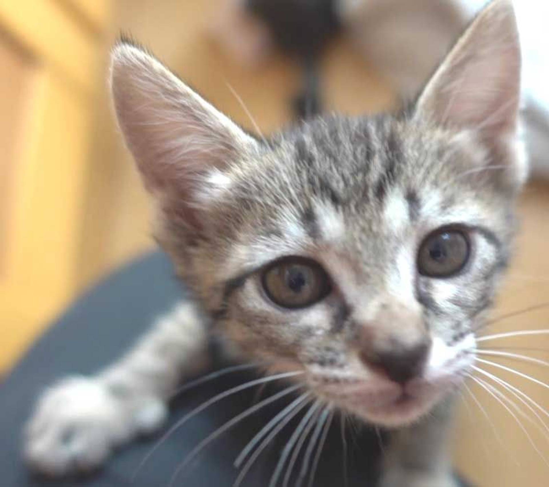 雑種（ミックス猫）・メスの里親募集の写真