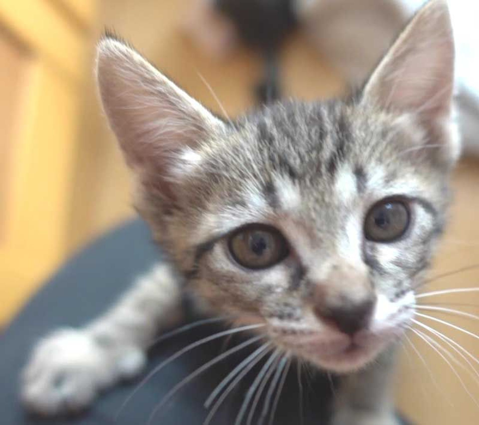 雑種（ミックス猫）・メスの里親募集の写真