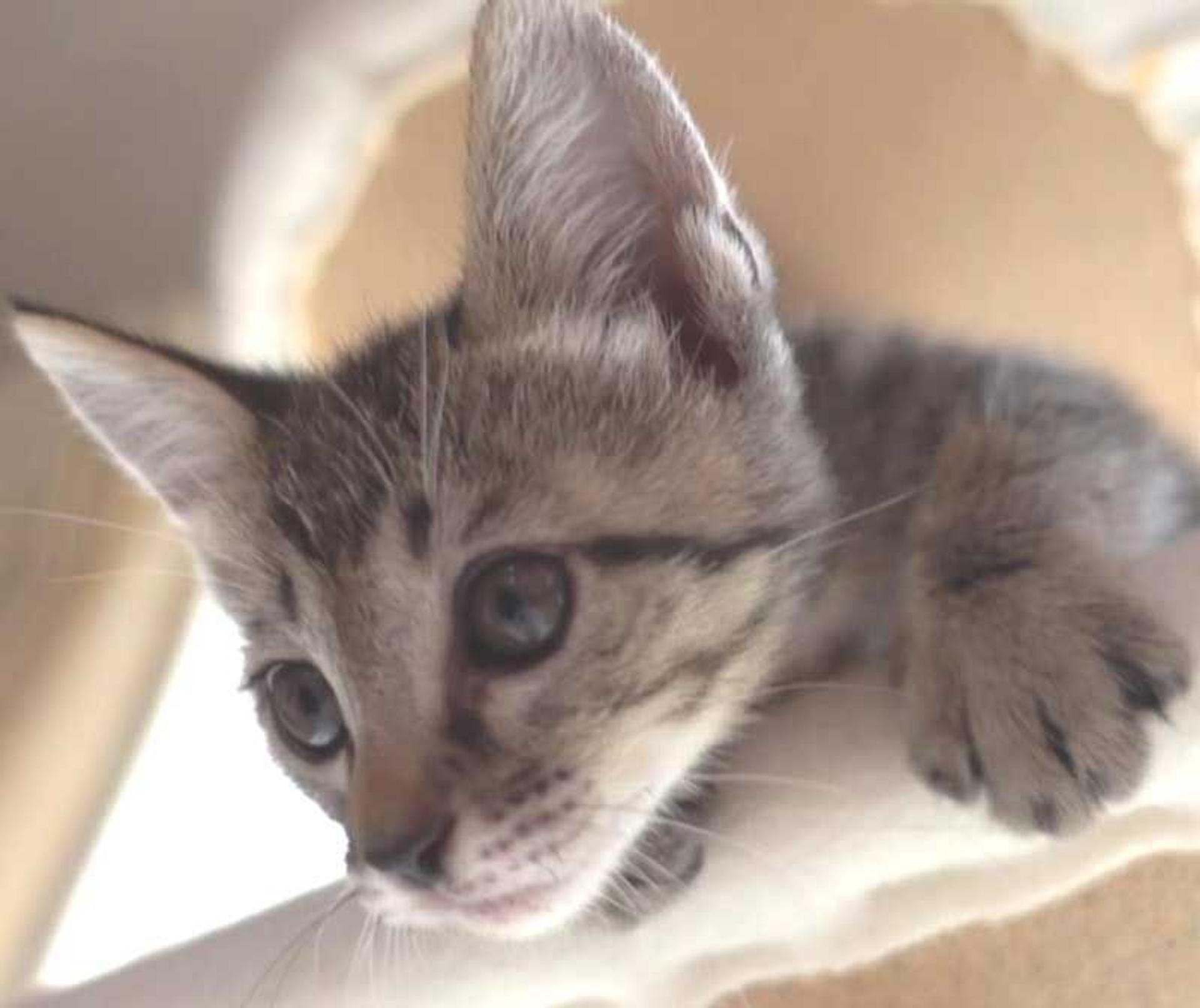 pet-image-6