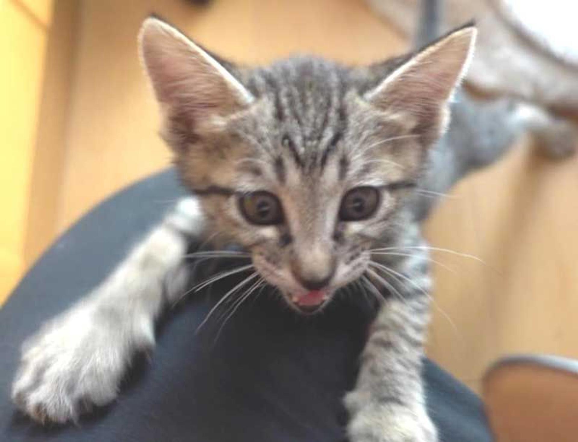 pet-image-9