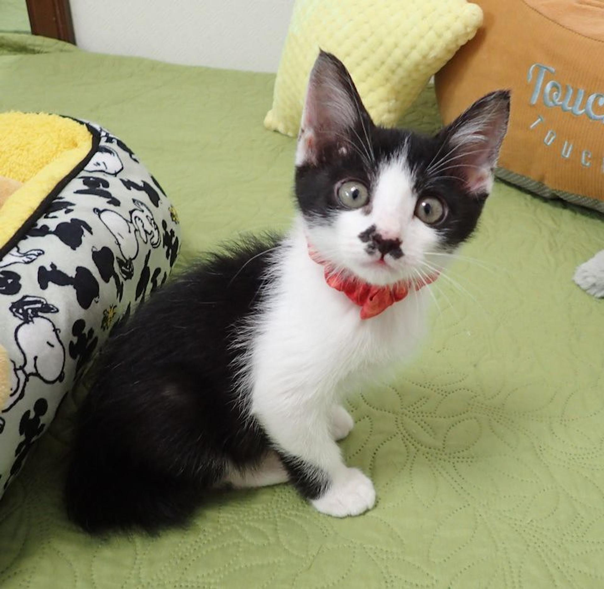 pet-image-2