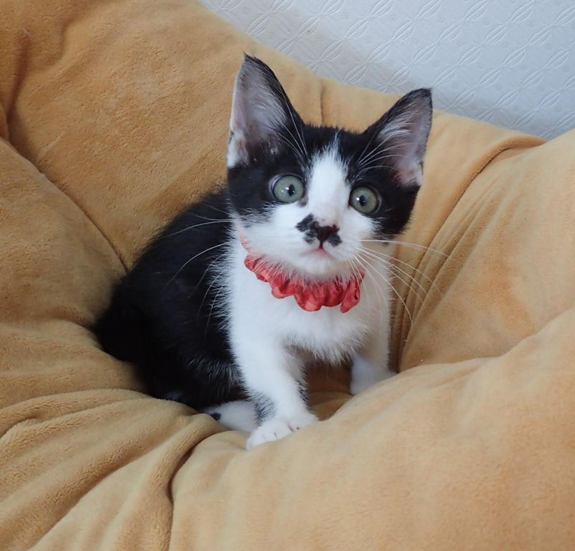 pet-image-3