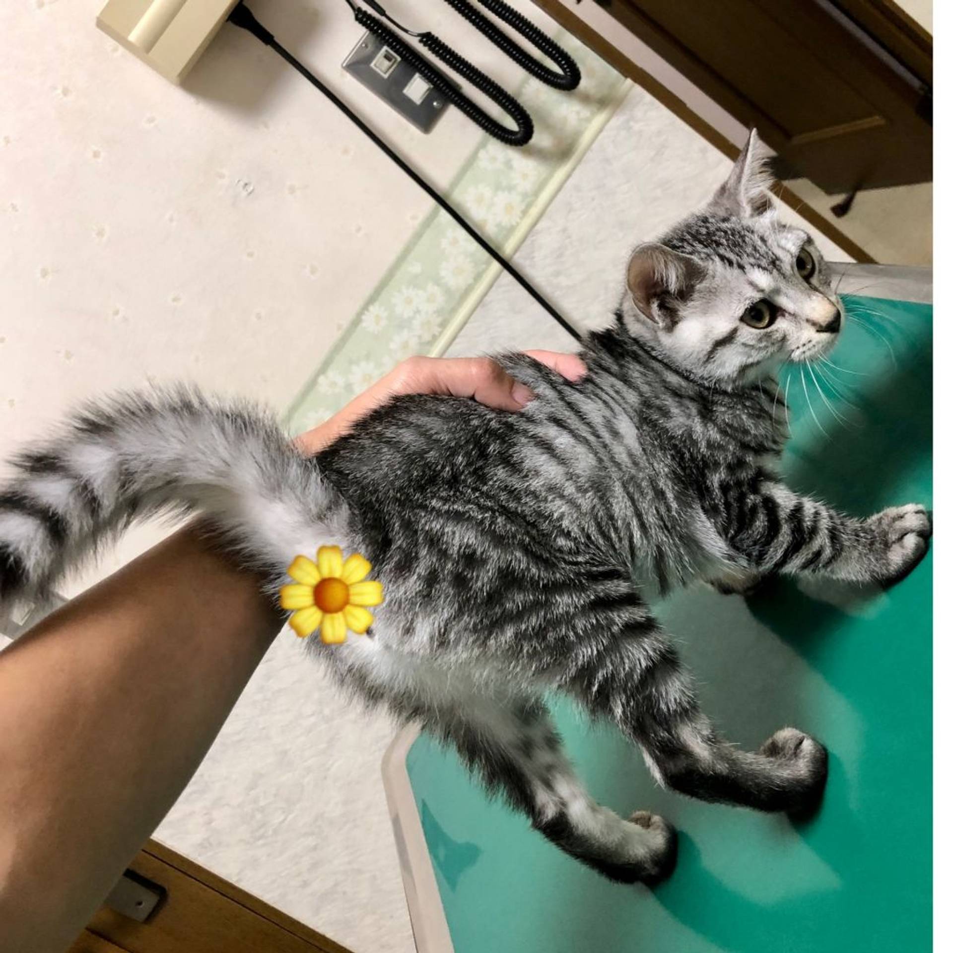 雑種（ミックス猫）・メスの里親募集の写真