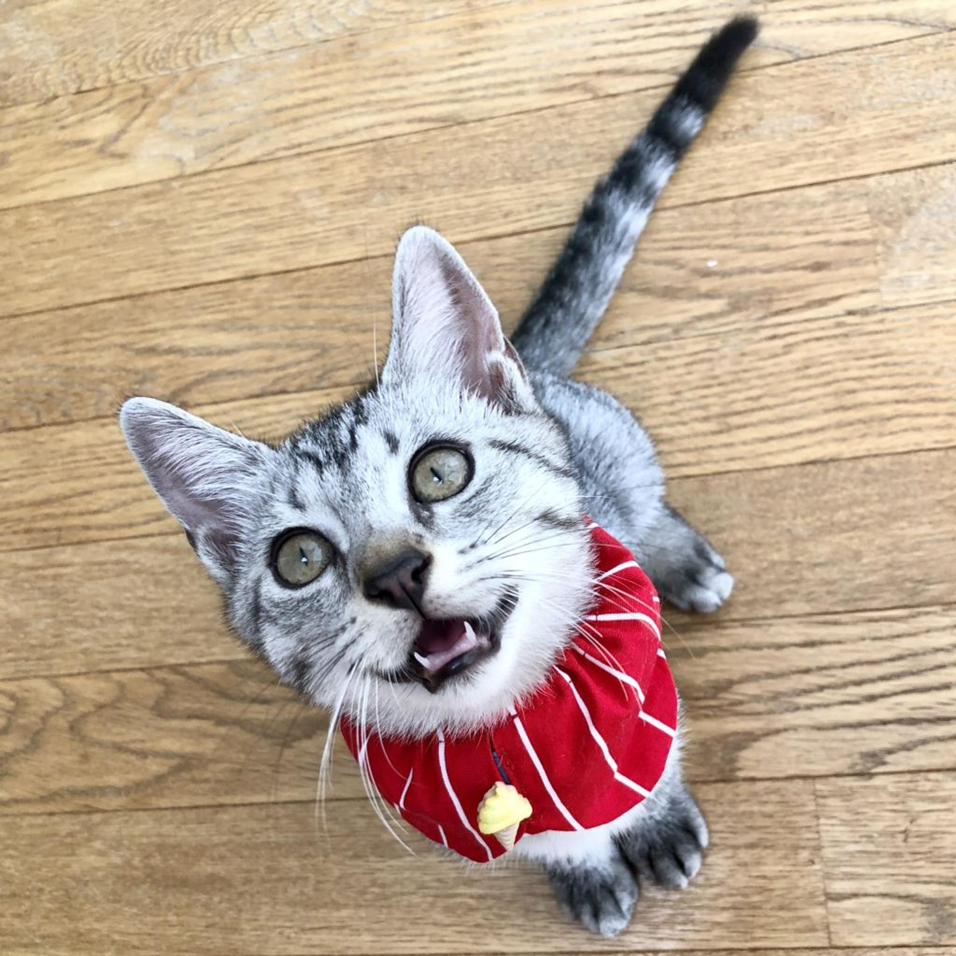 pet-image-2
