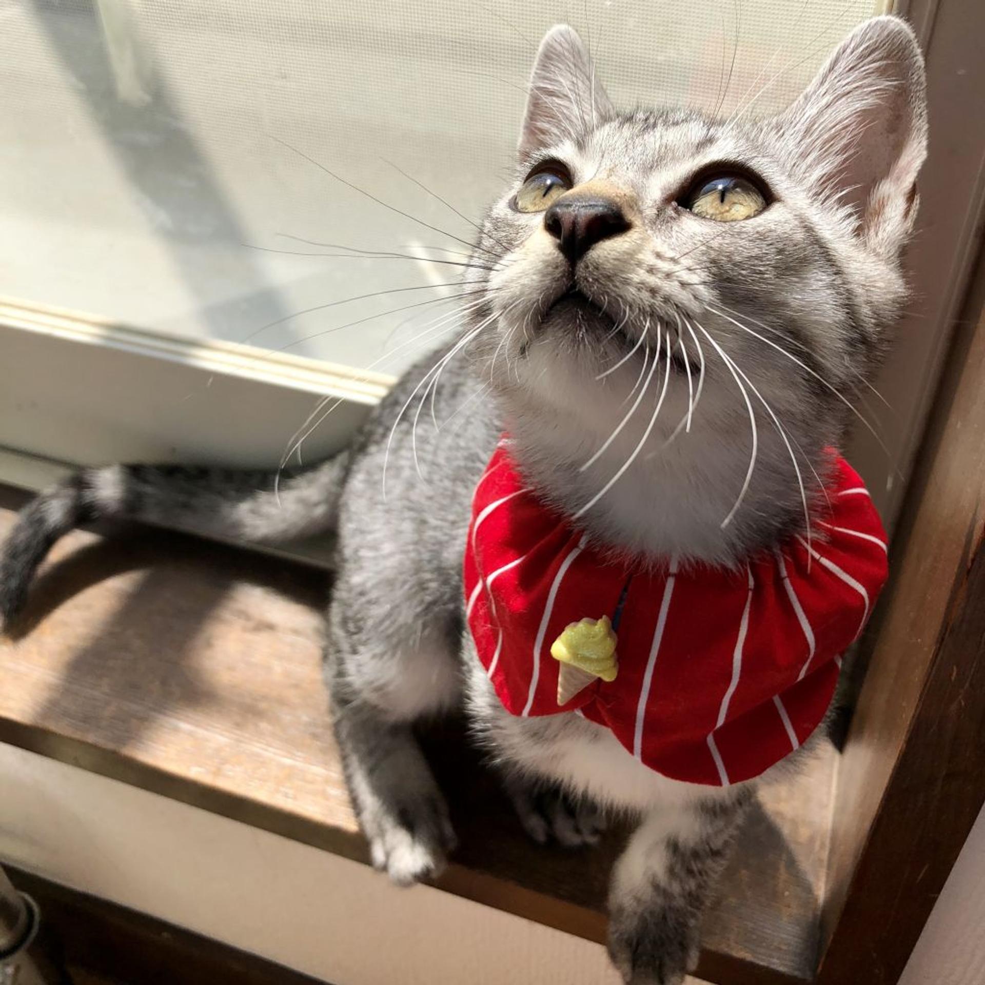 pet-image-3