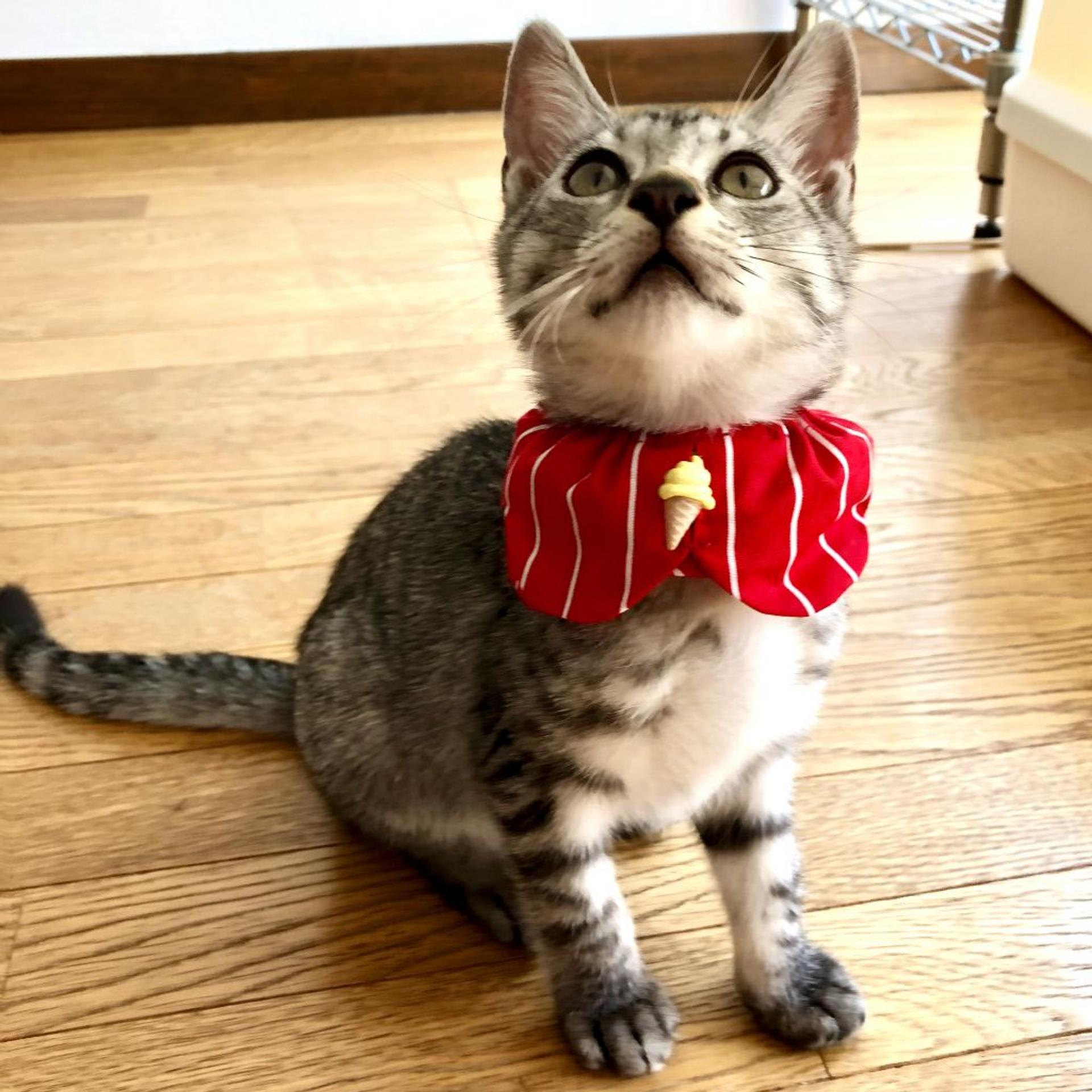 pet-image-5