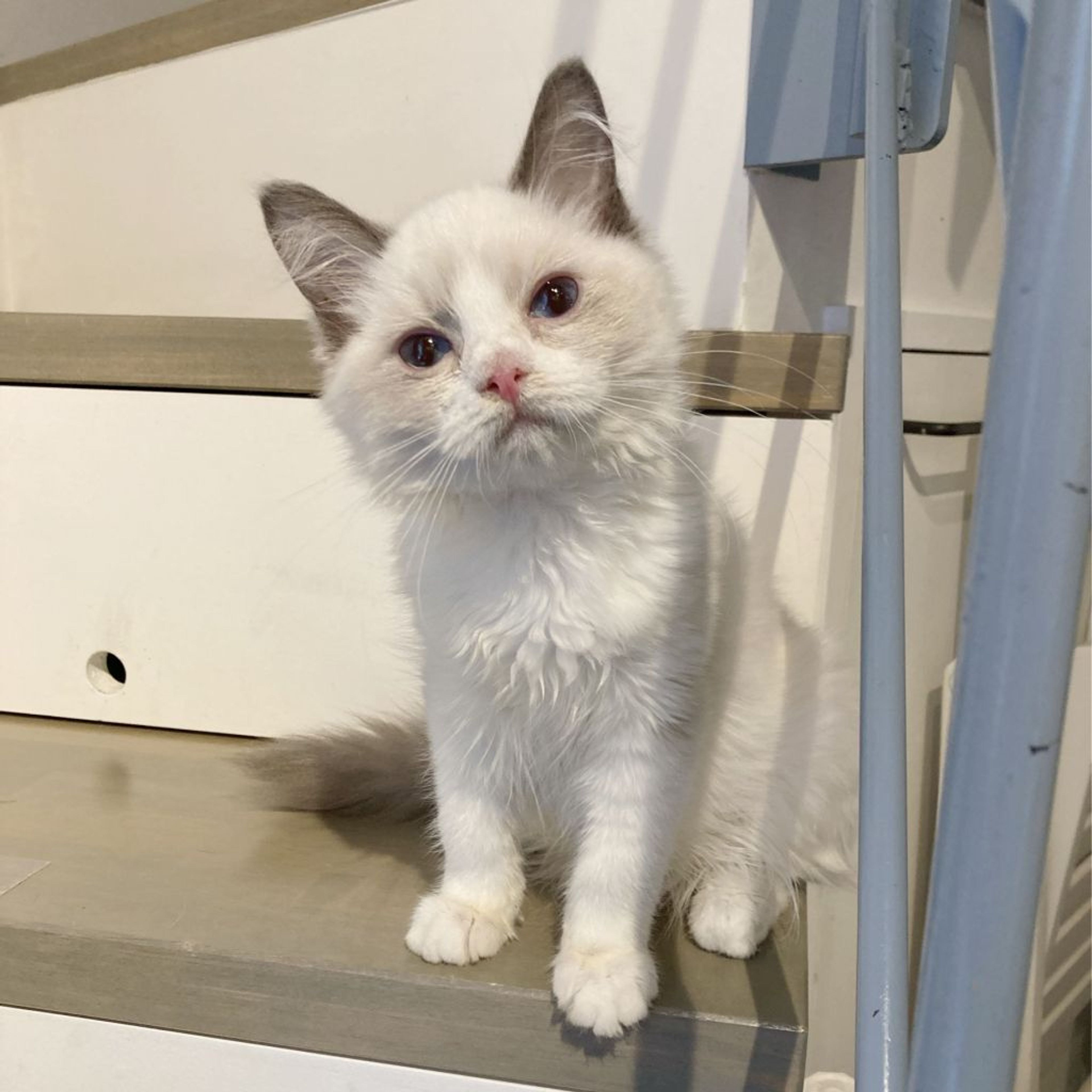 pet-image-4