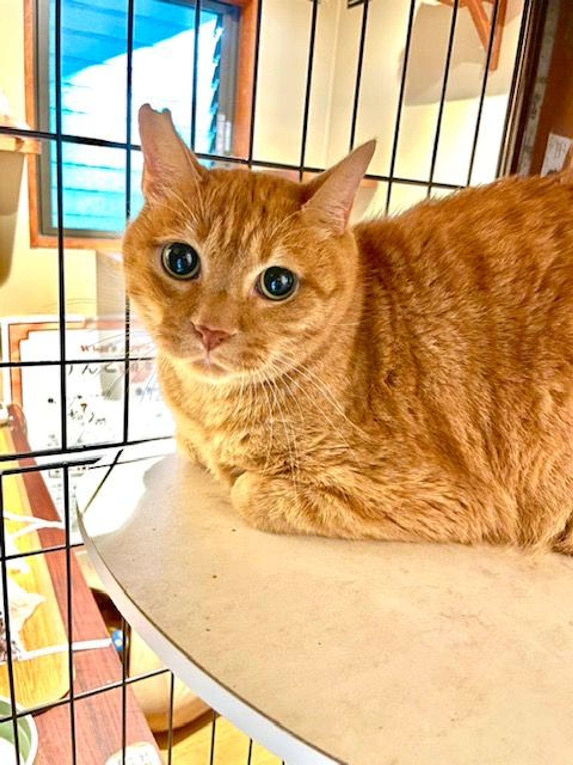 雑種（ミックス猫）・オスの里親募集の写真