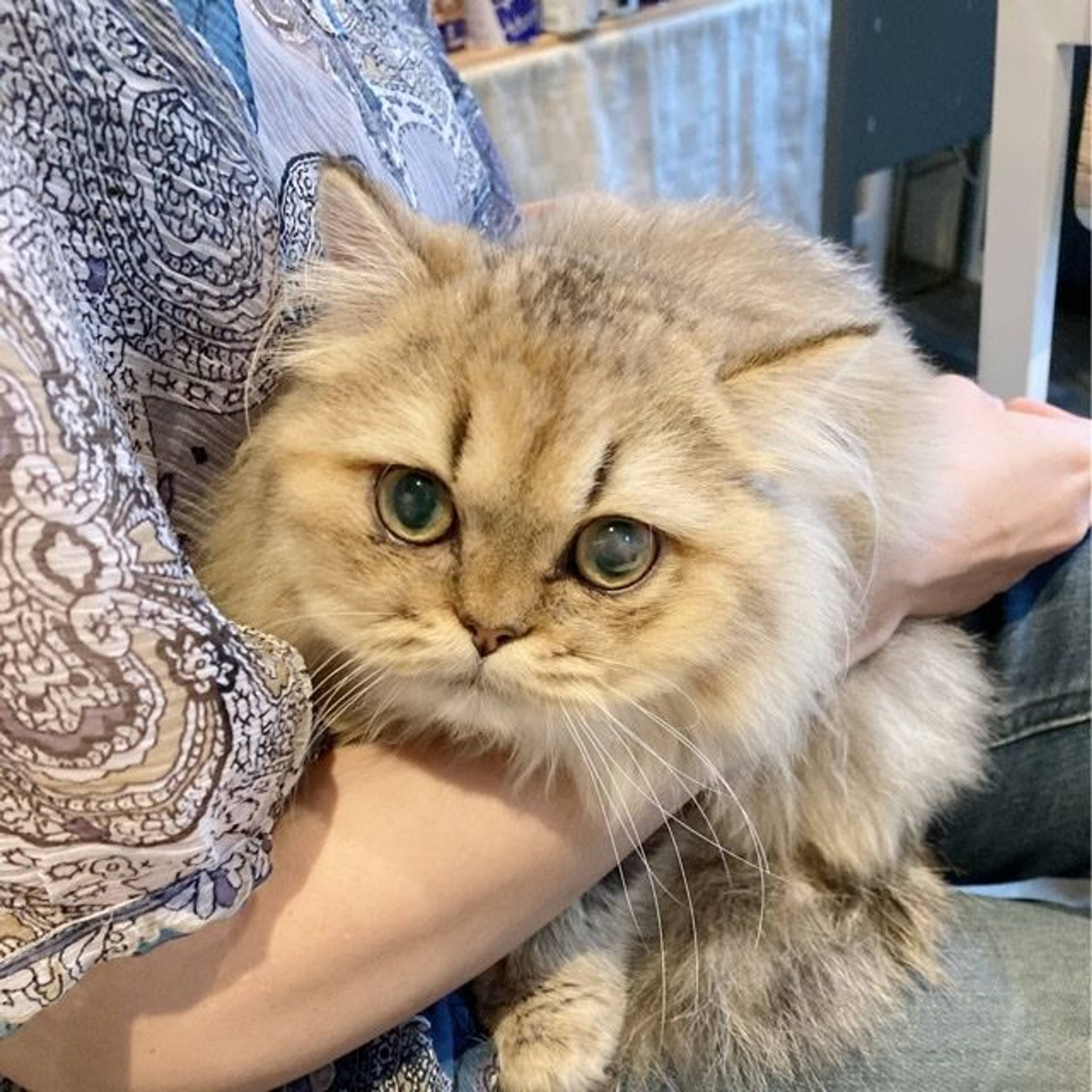 ペルシャ・メスの里親募集の写真