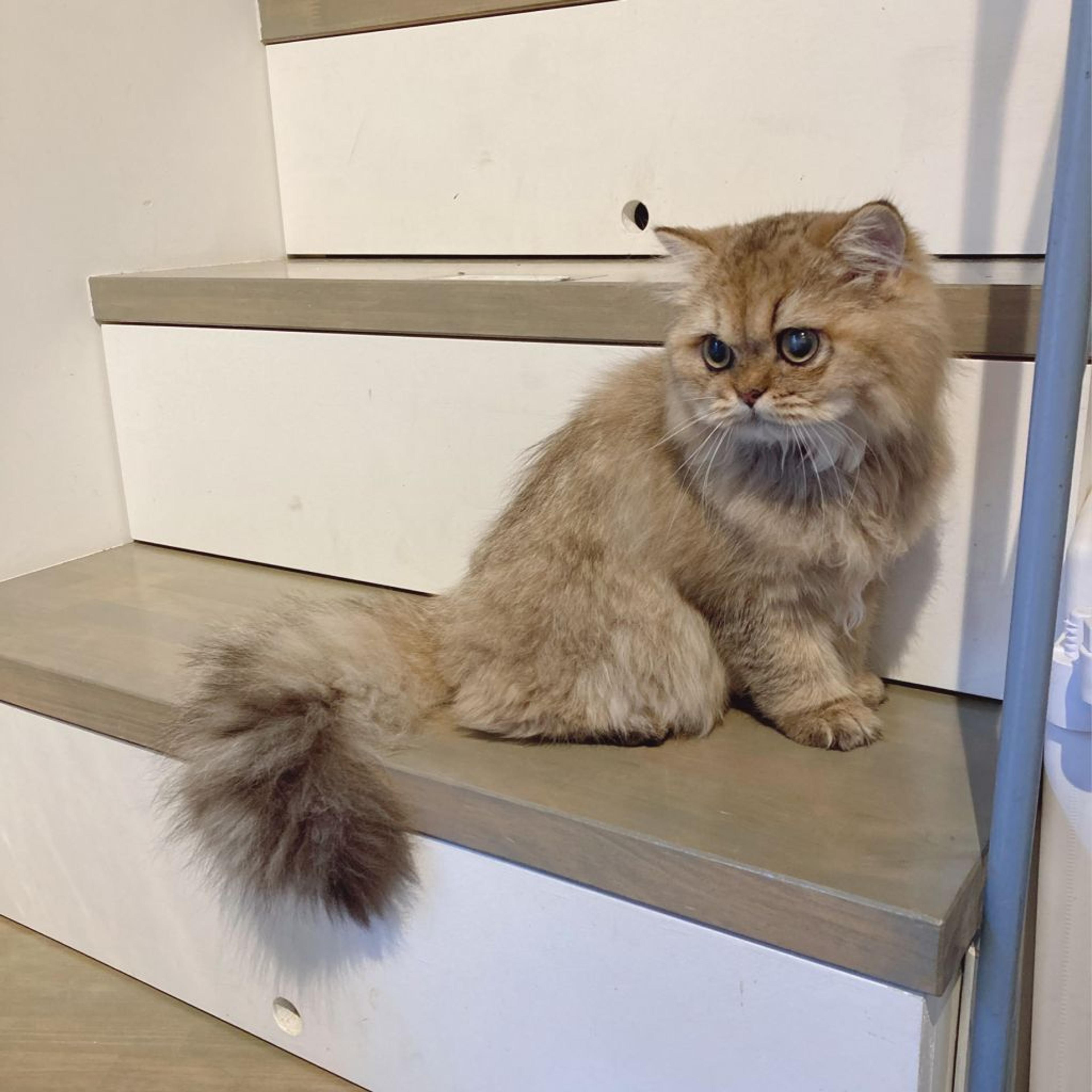 pet-image-2