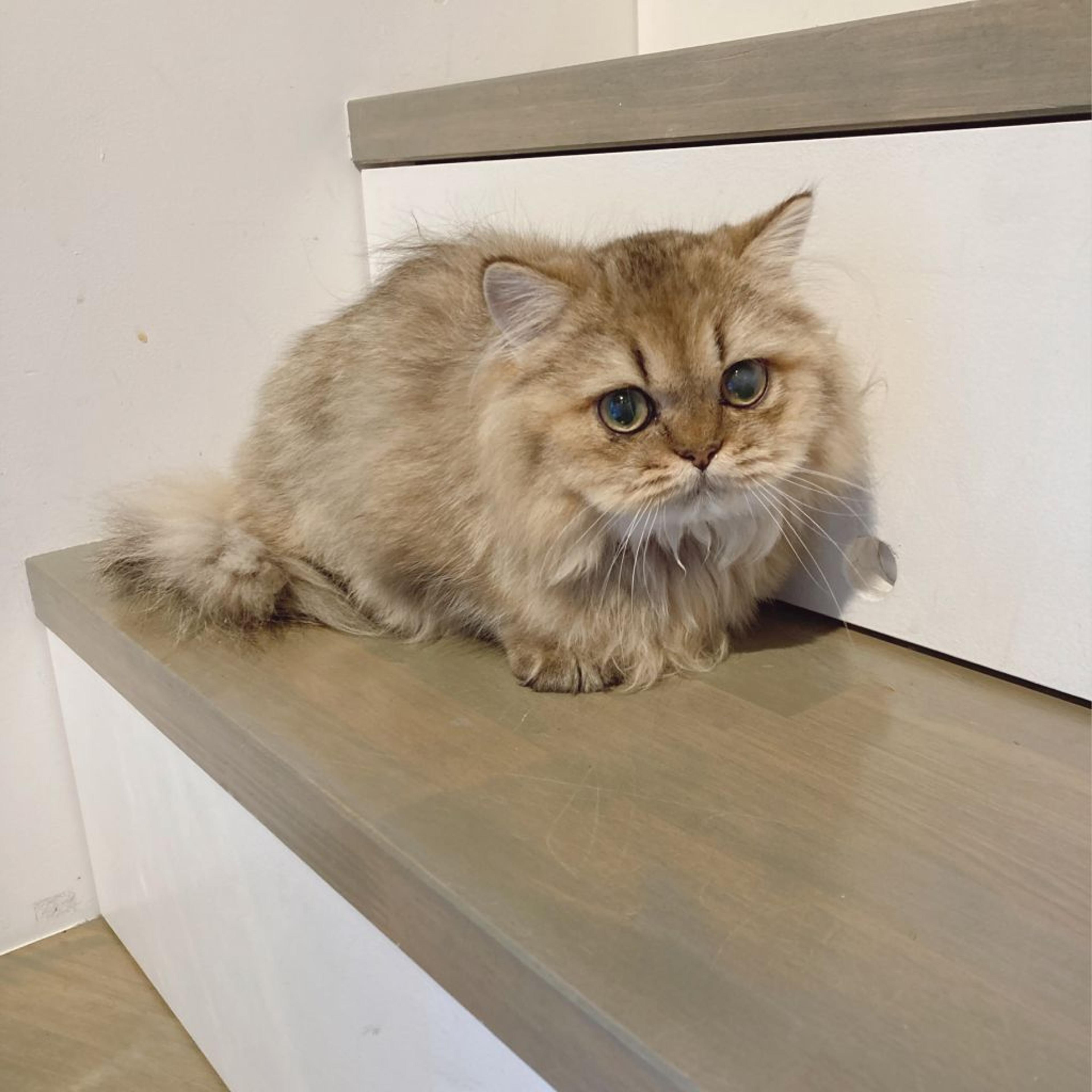 pet-image-3