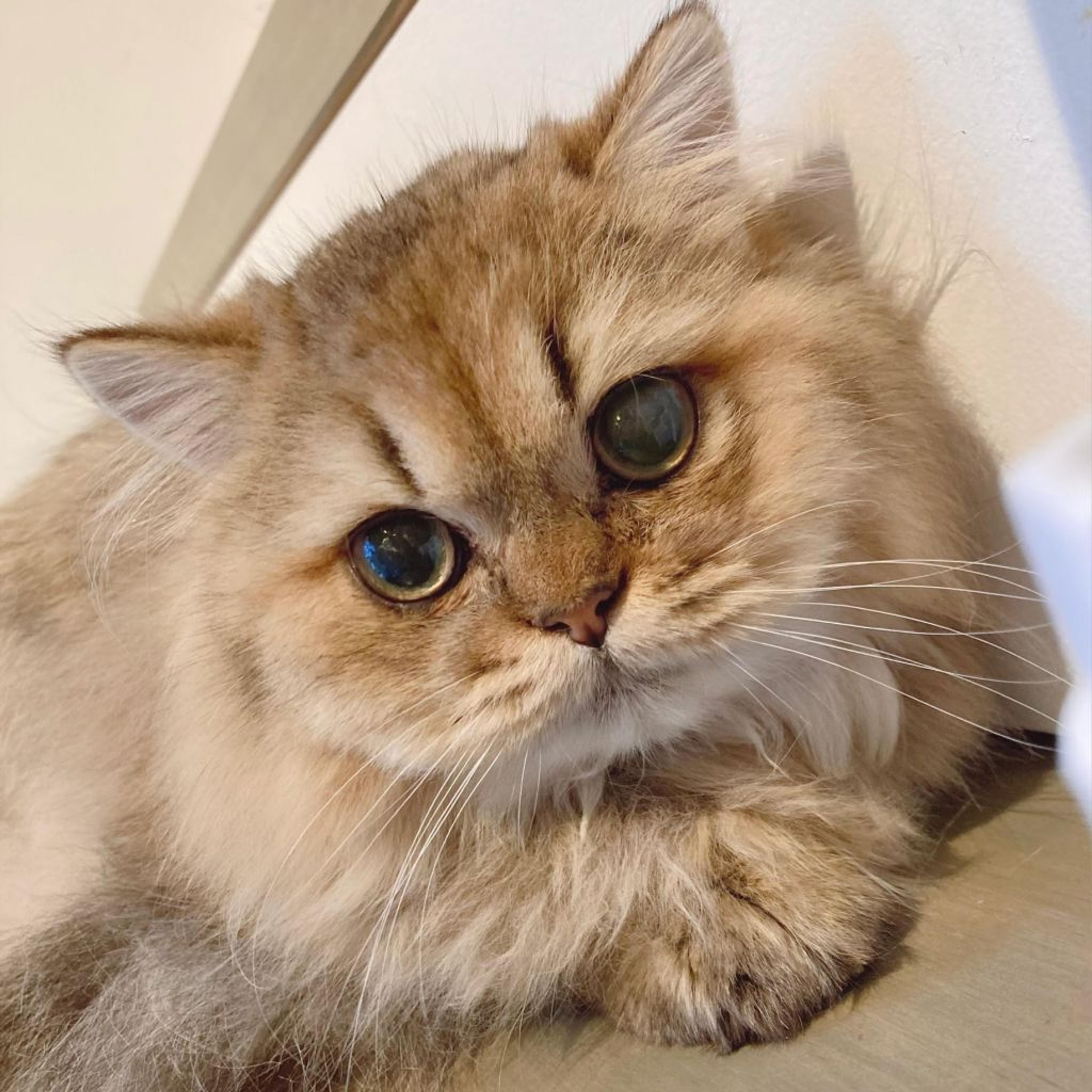 pet-image-4
