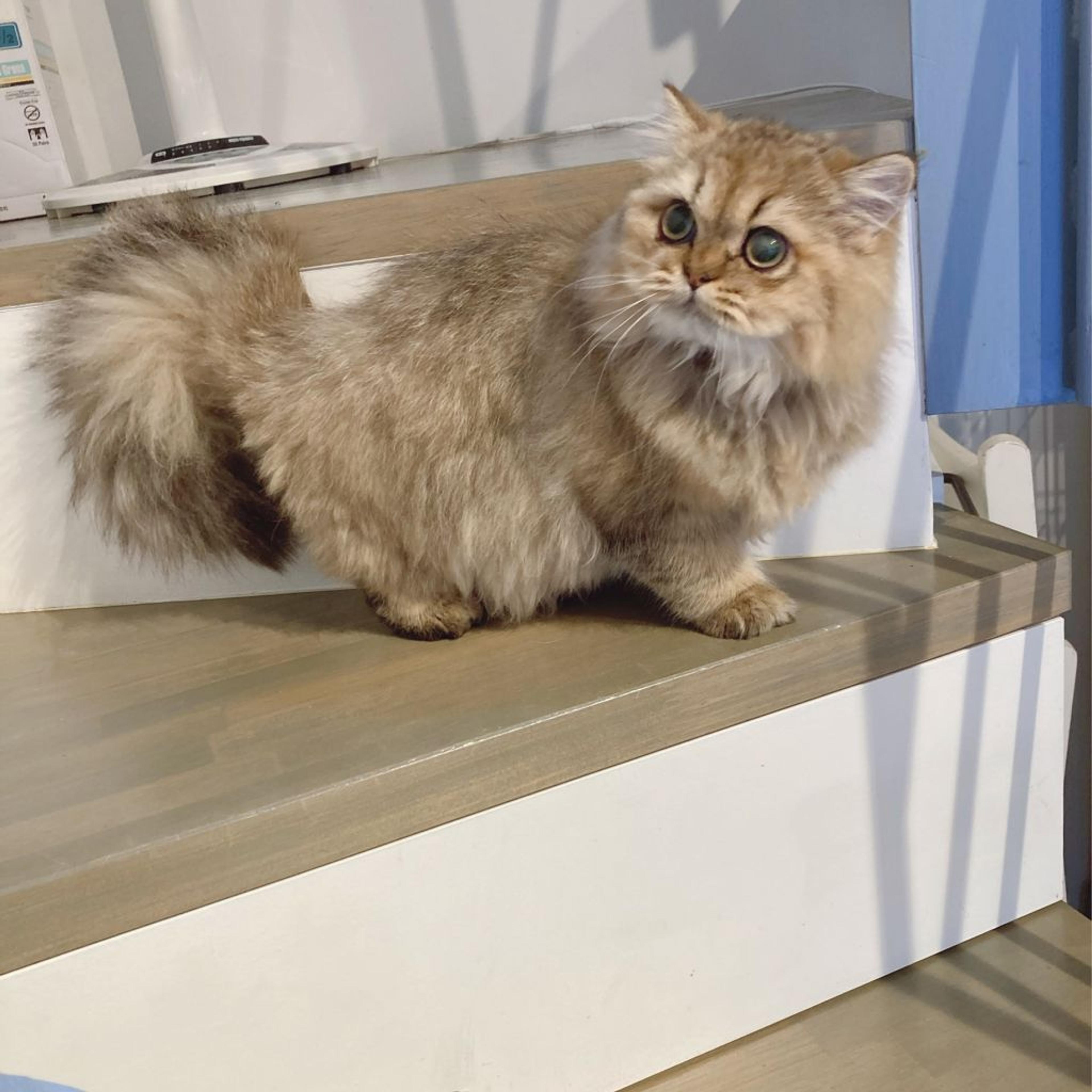 pet-image-5