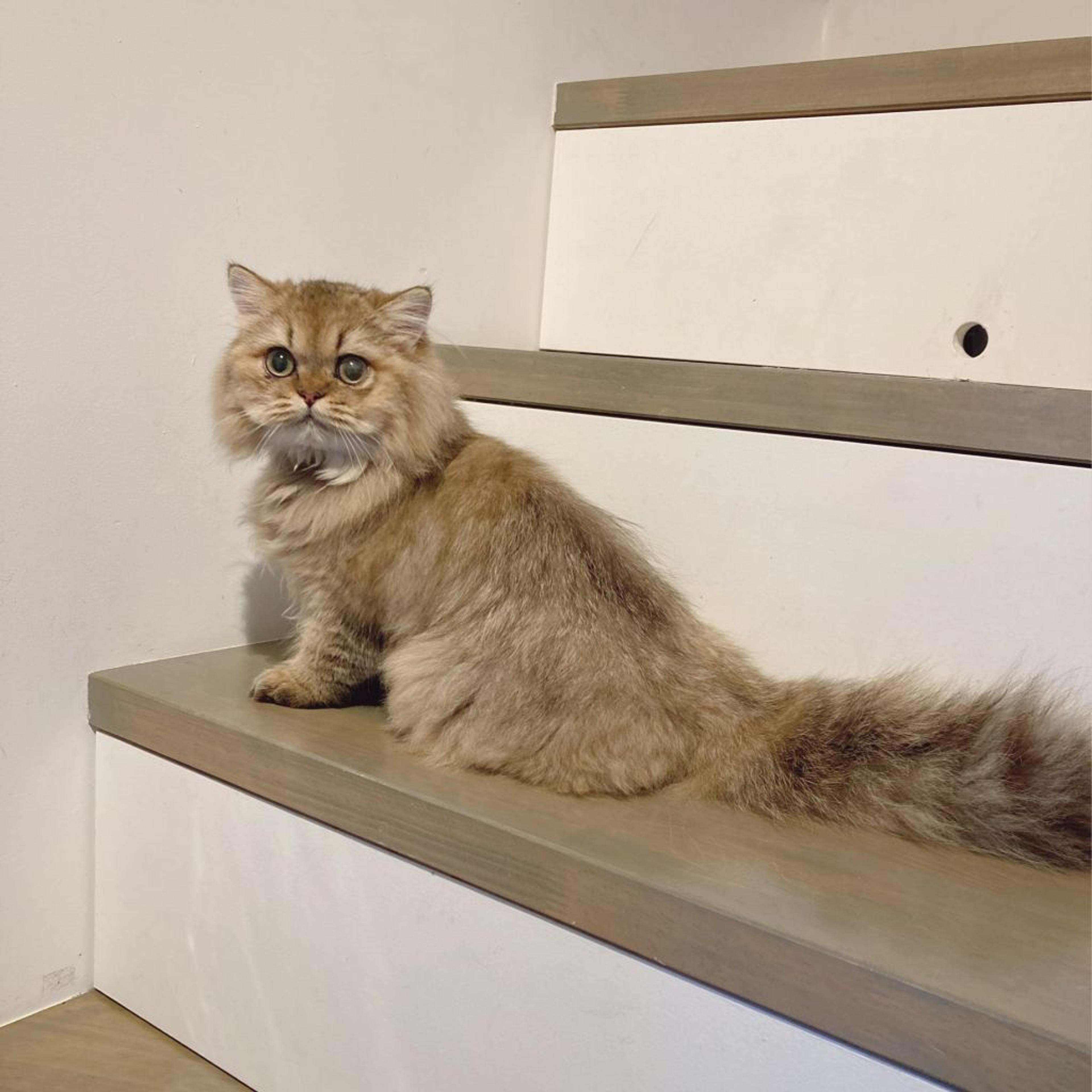 pet-image-6