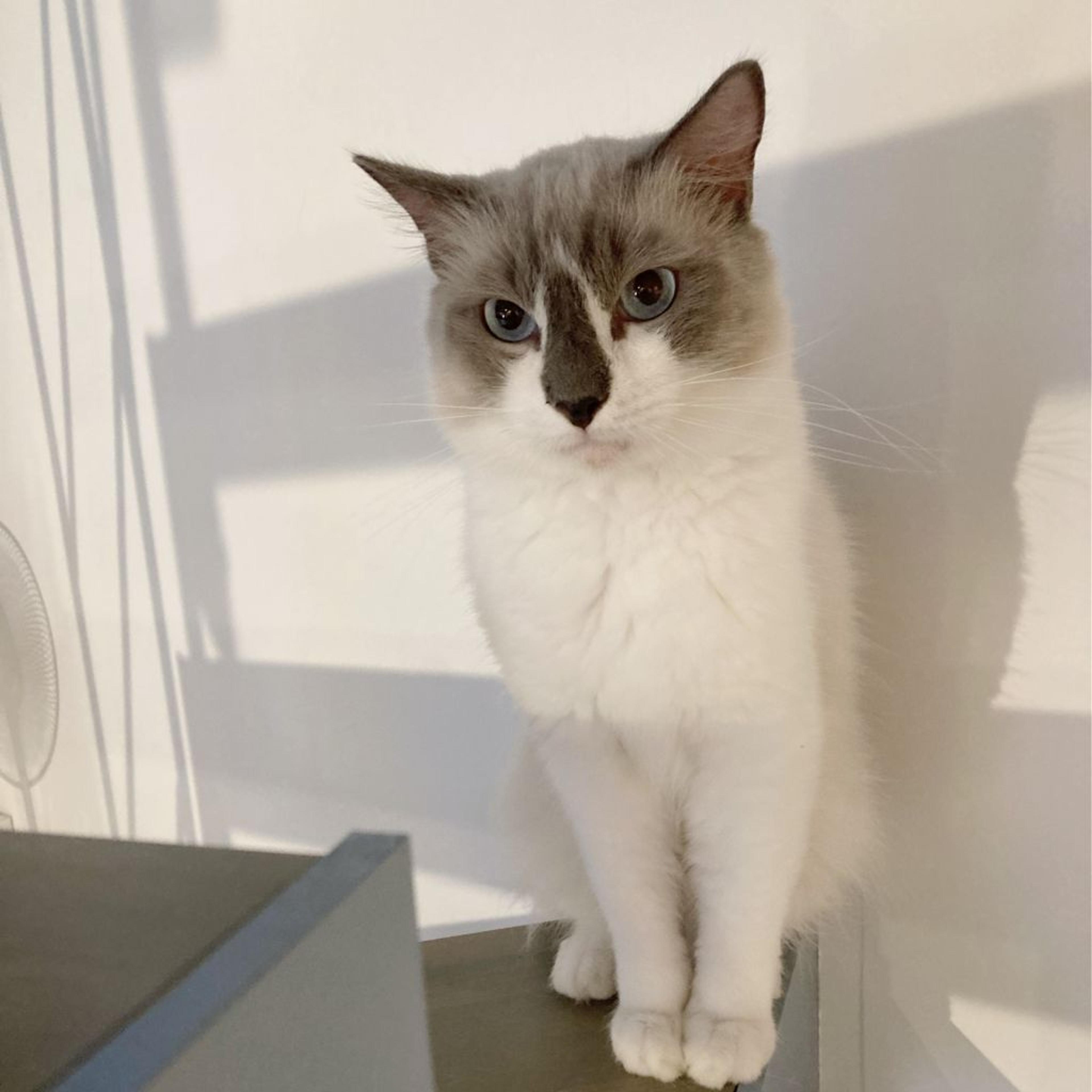 pet-image-3