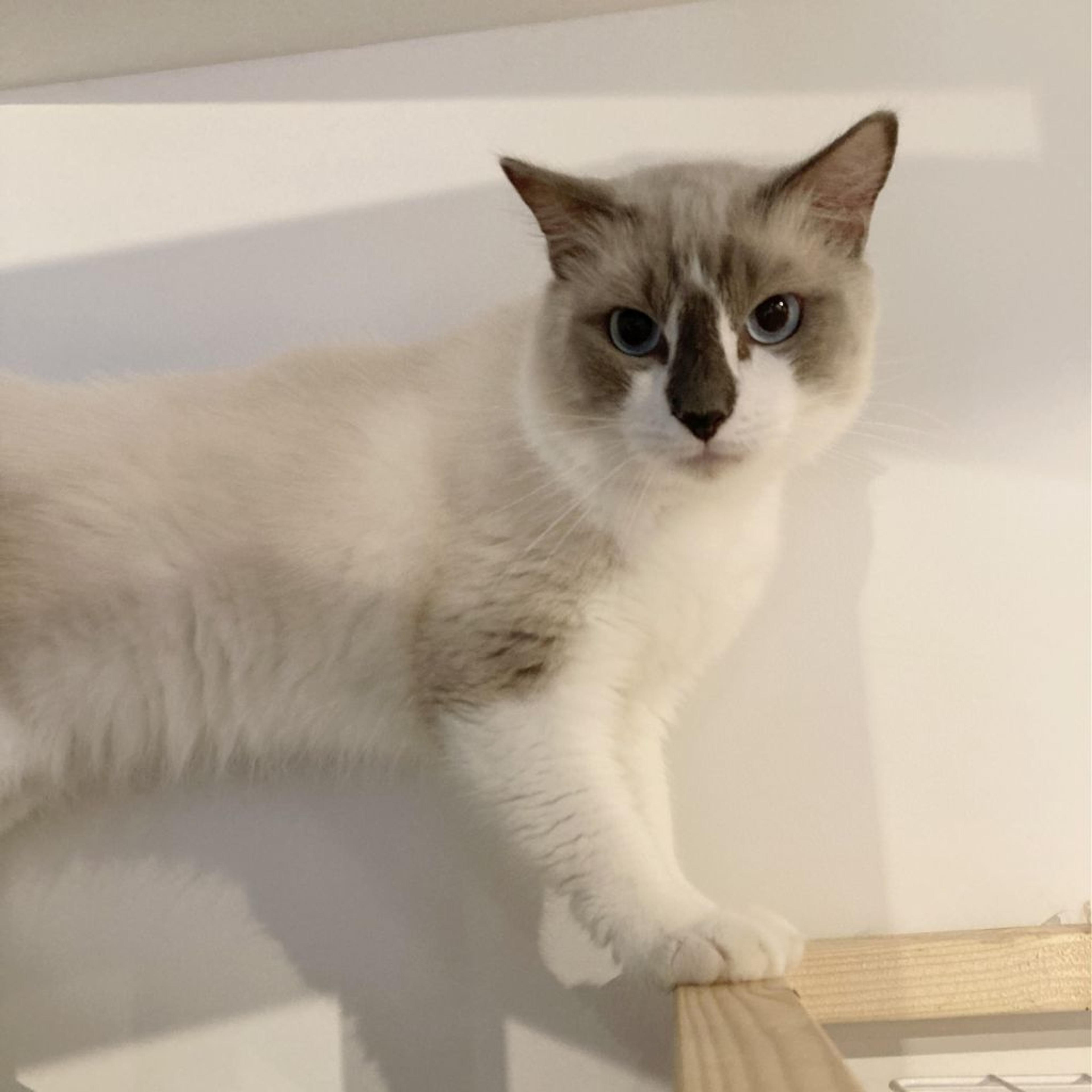 pet-image-4