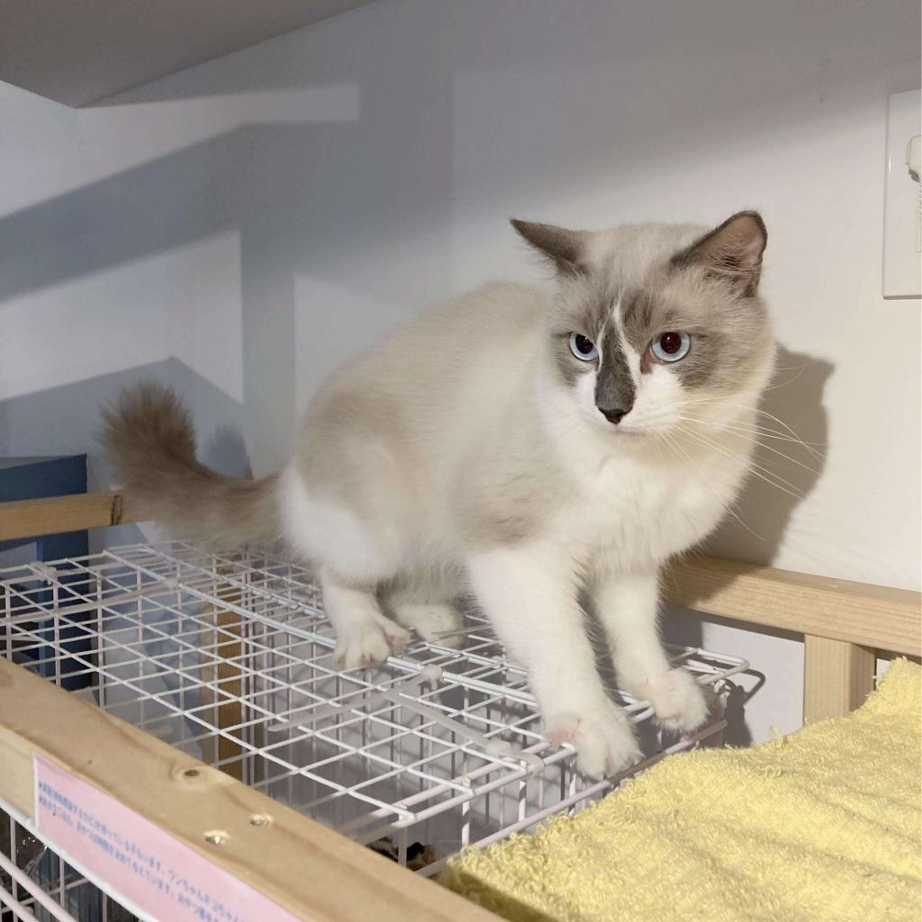 pet-image-5