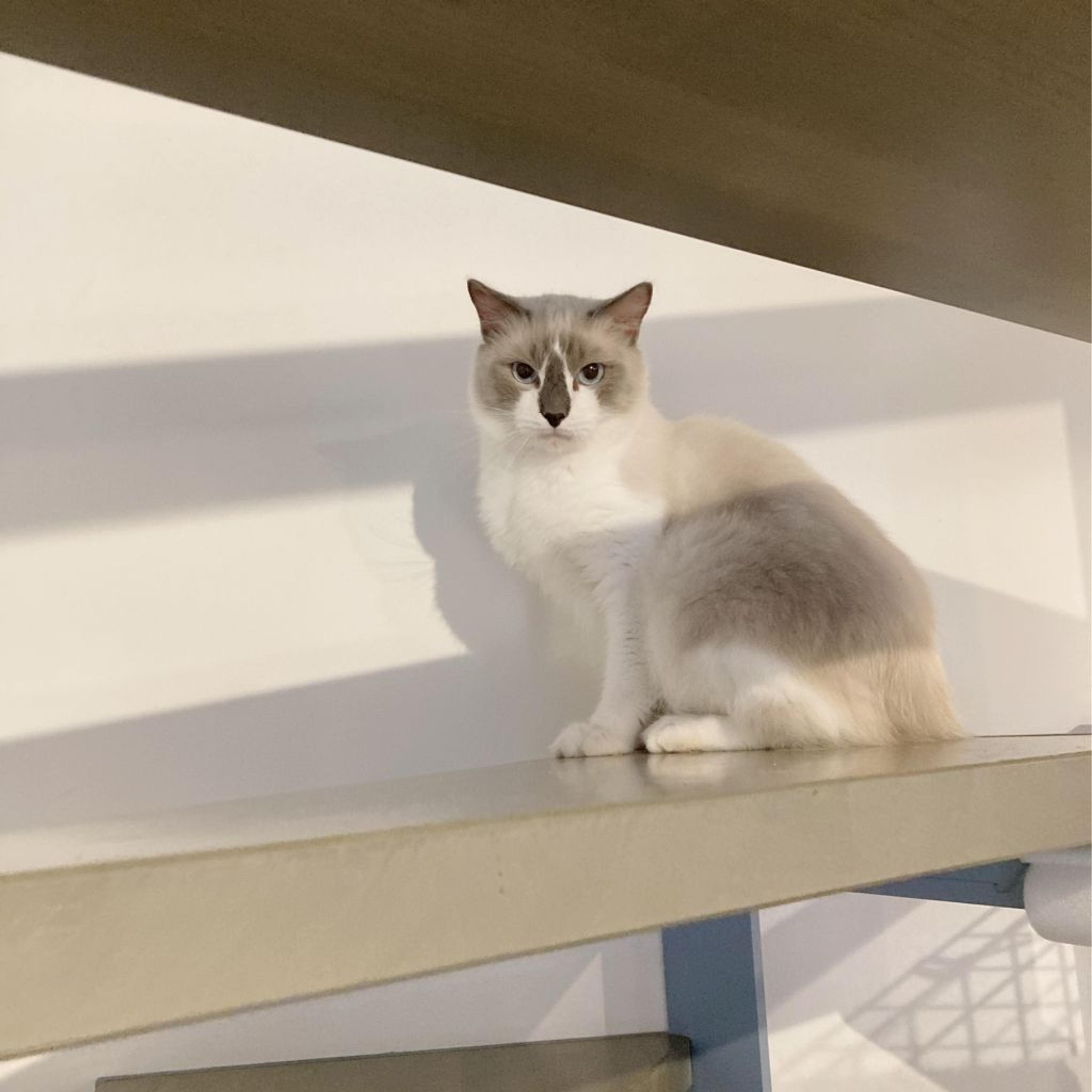 pet-image-6