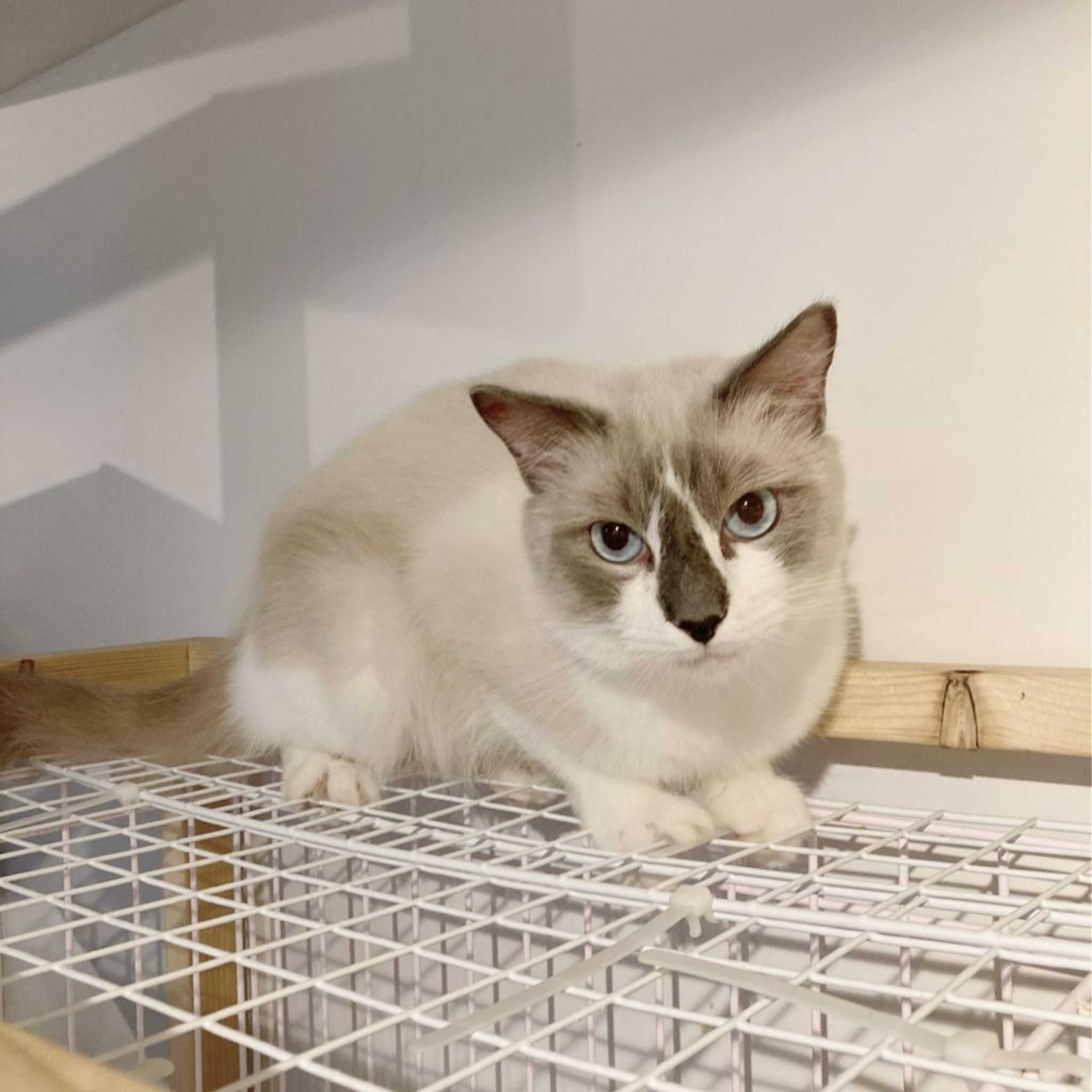 pet-image-7