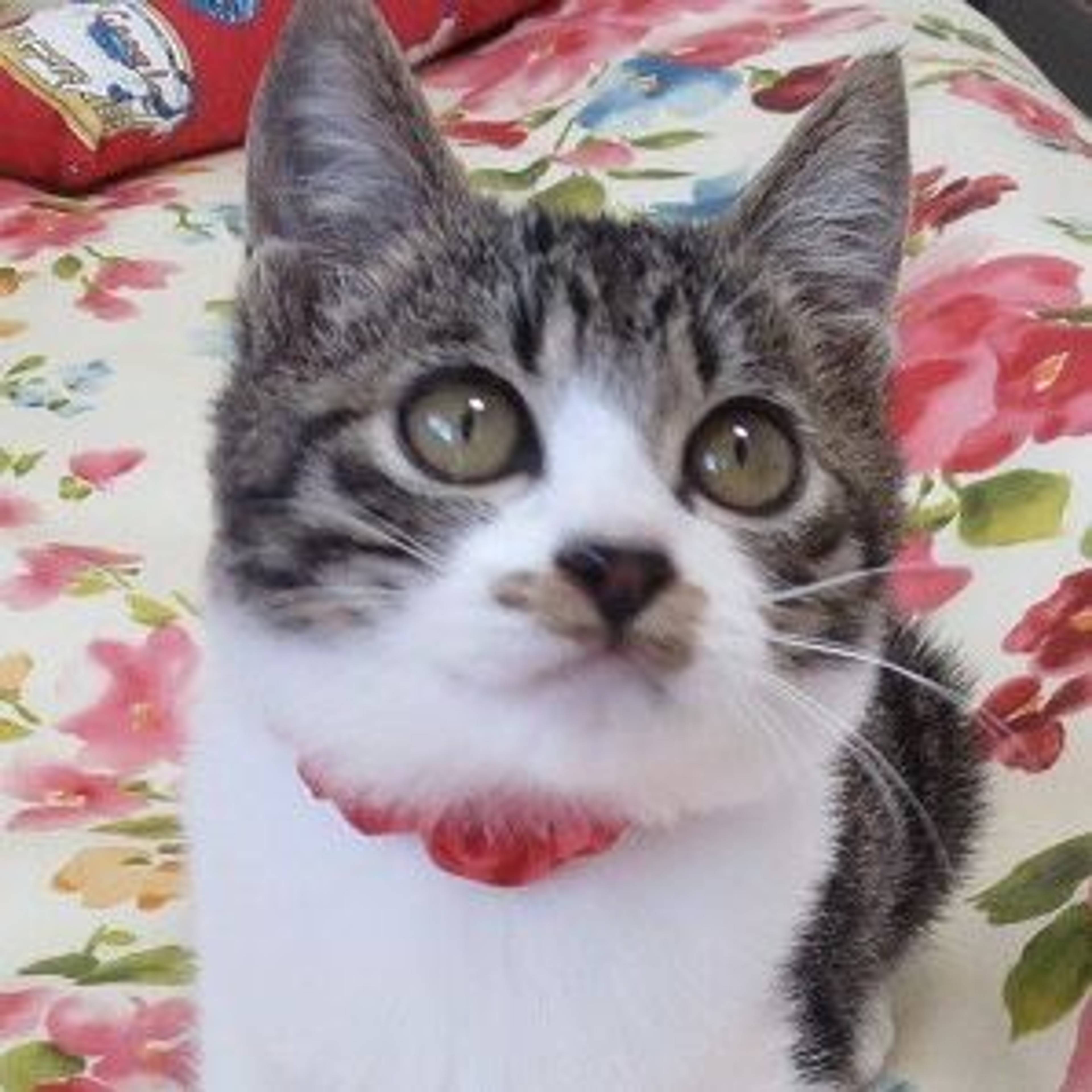 雑種（ミックス猫）・メスの里親募集の写真