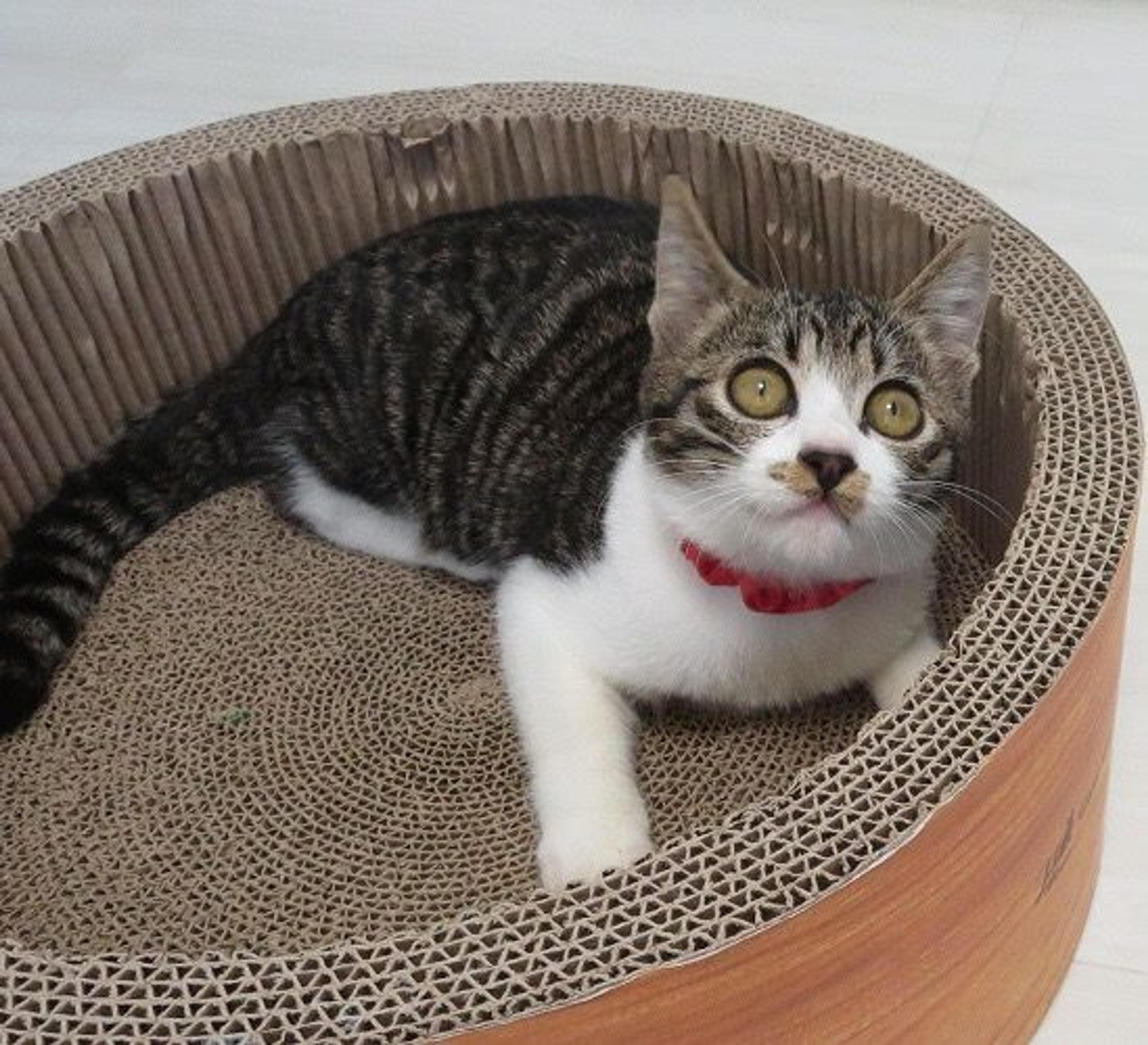 pet-image-2