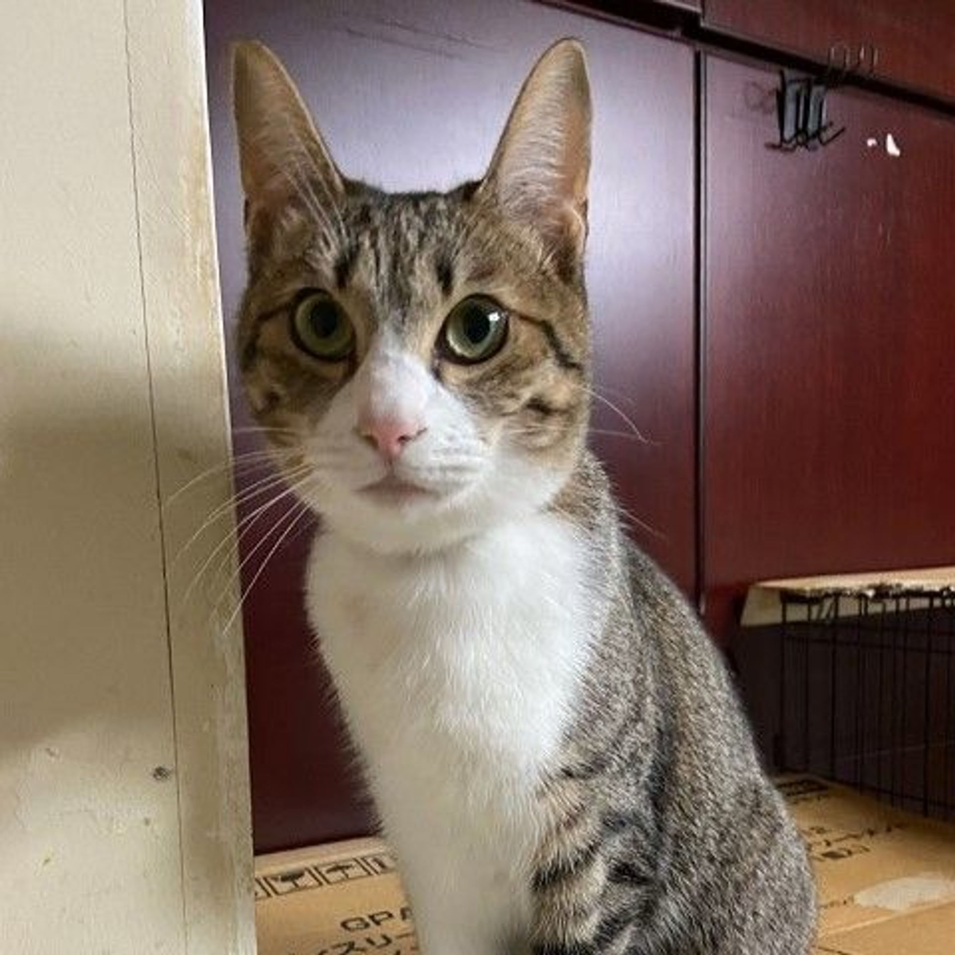雑種（ミックス猫）・メスの里親募集の写真