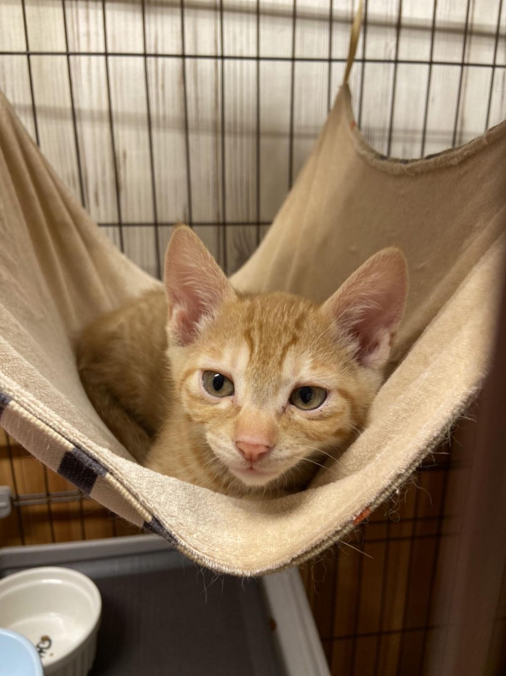 pet-image-2