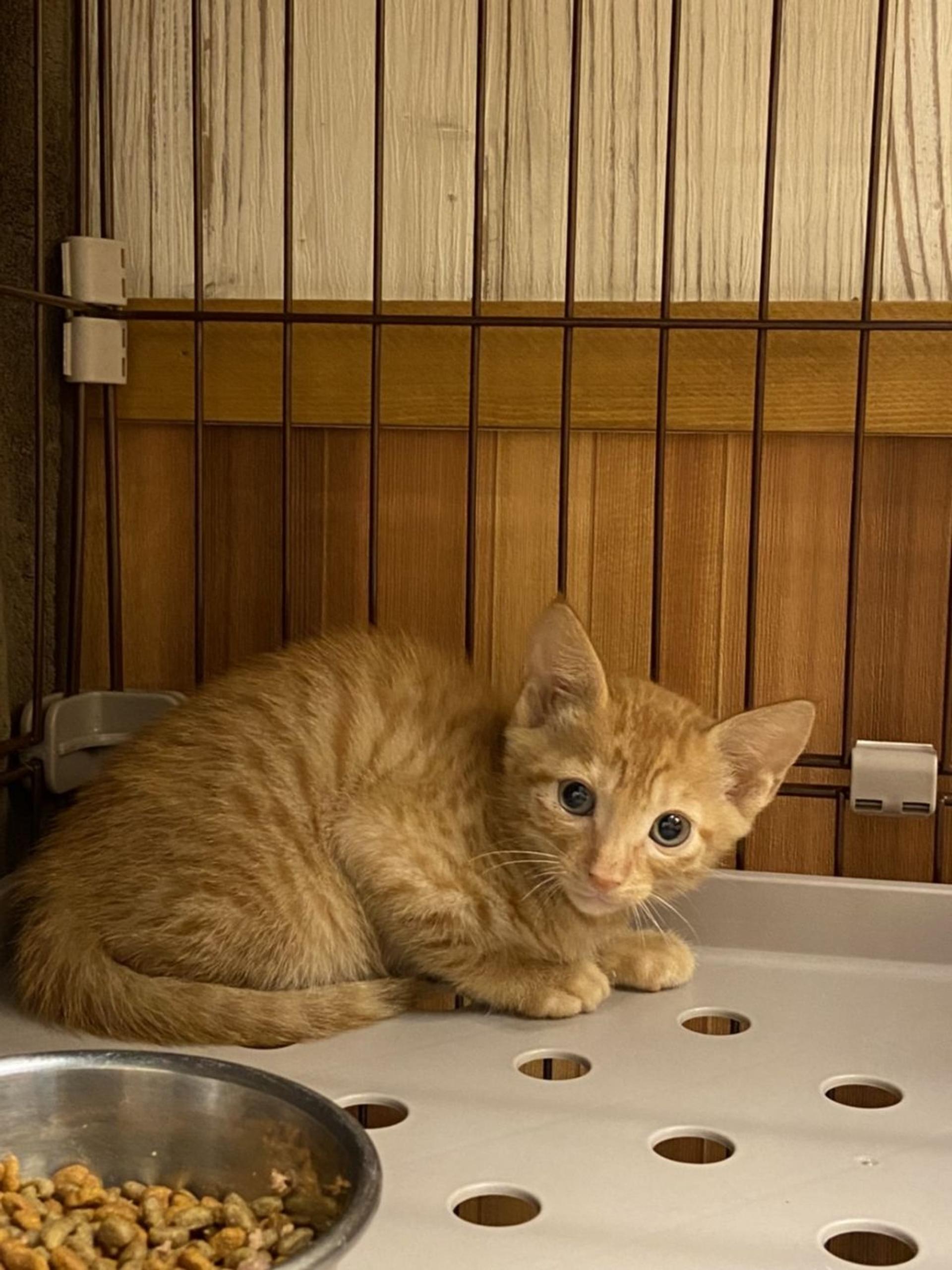 pet-image-3