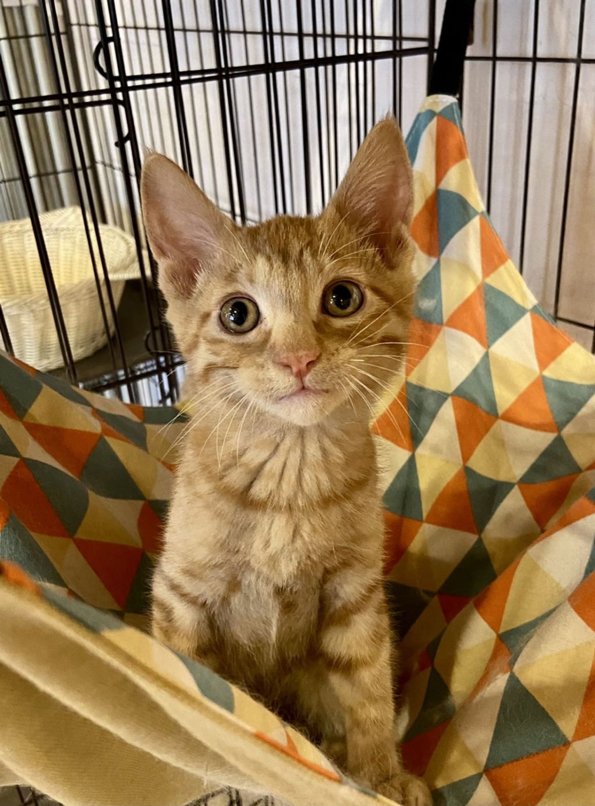 雑種（ミックス猫）・オスの里親募集の写真