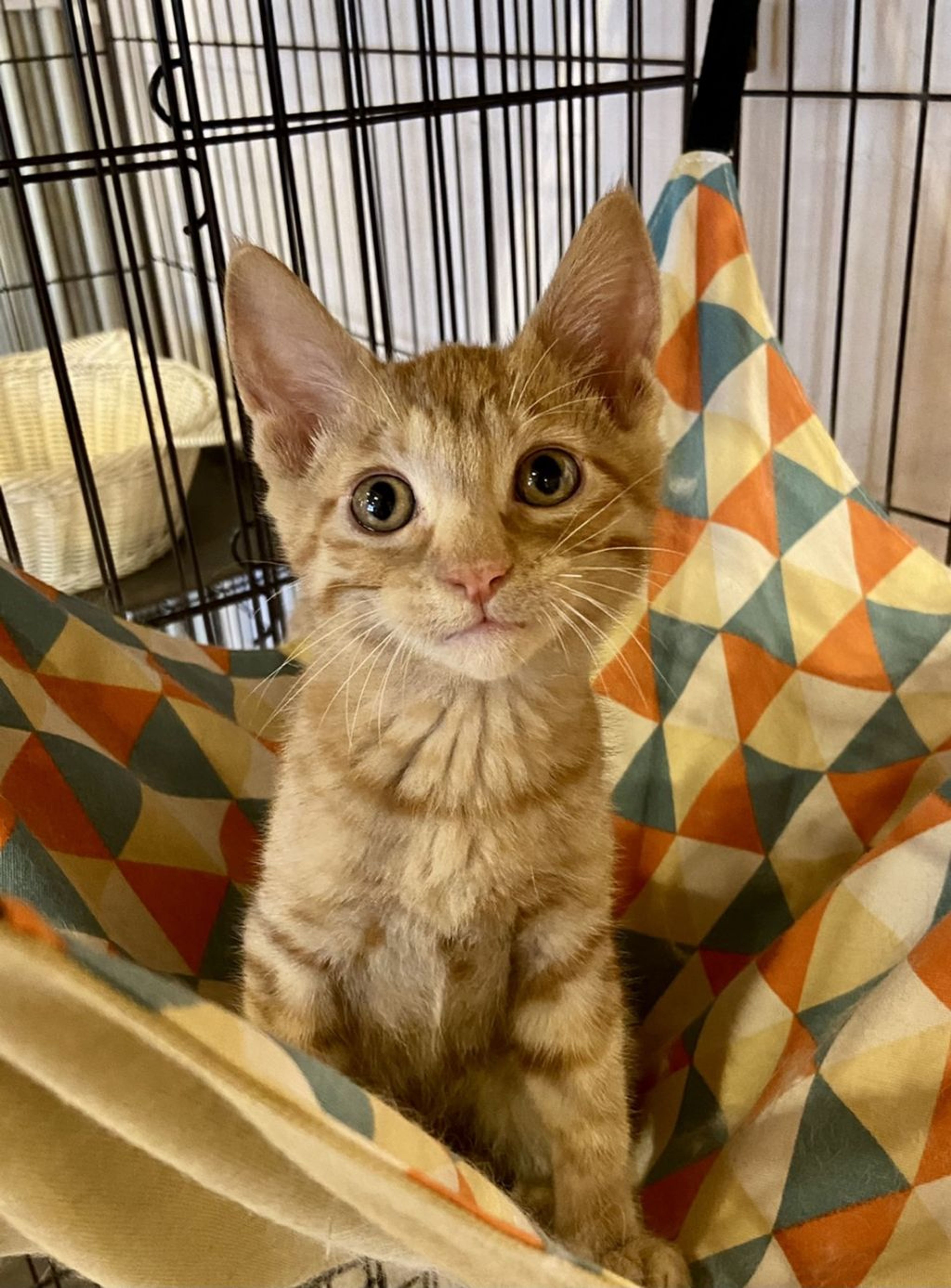 雑種（ミックス猫）・オスの里親募集の写真