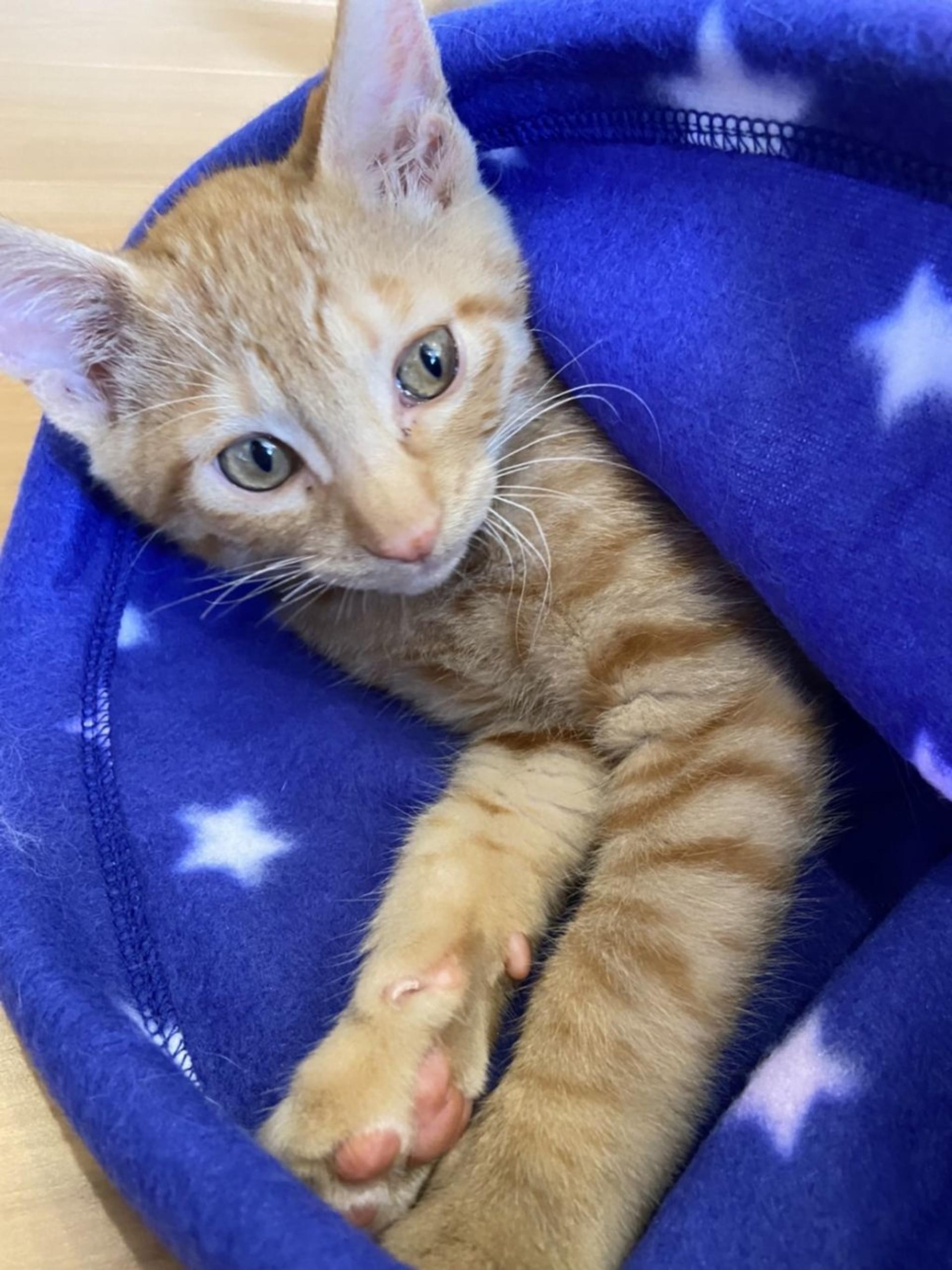 pet-image-2