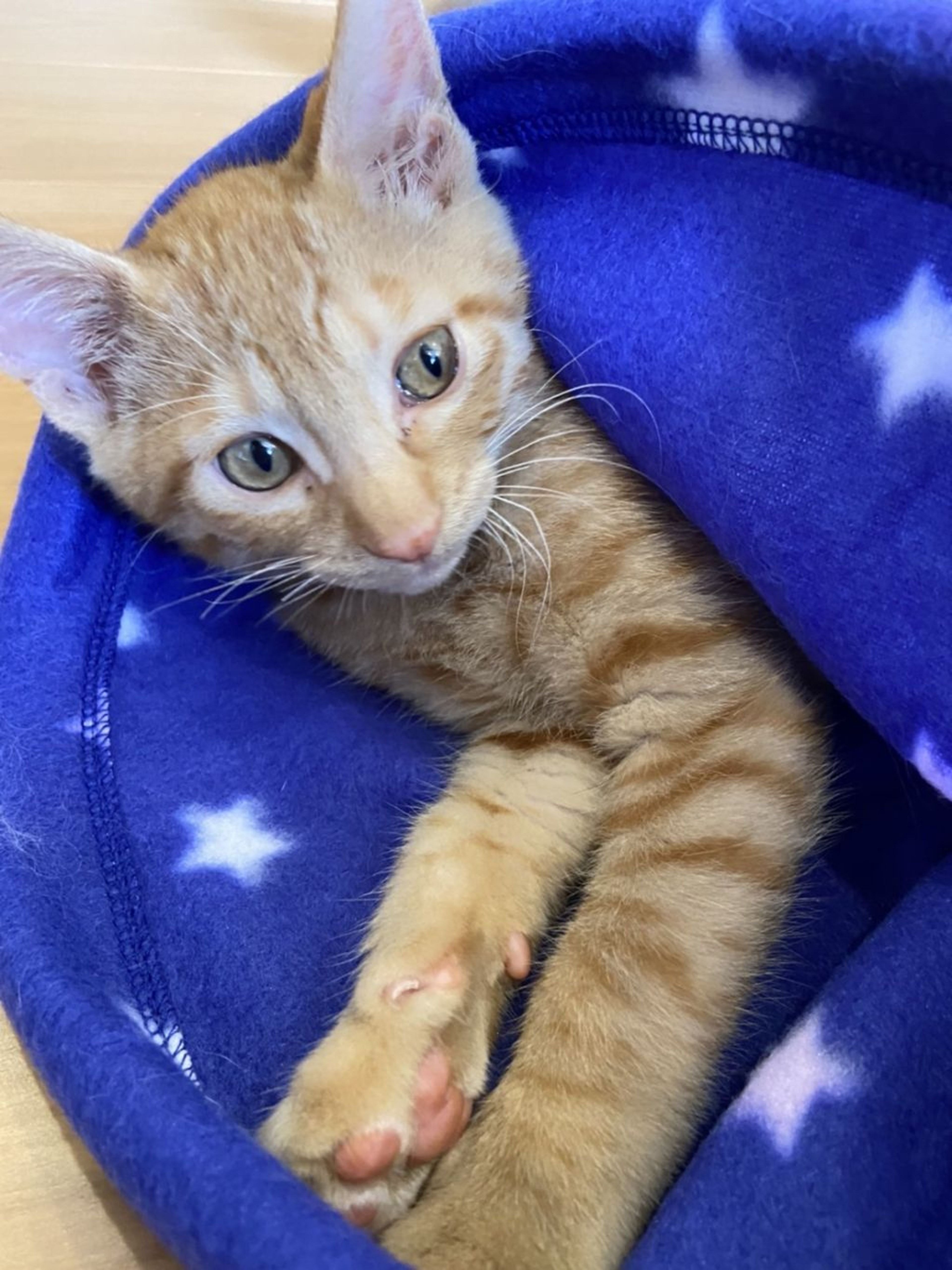 pet-image-2