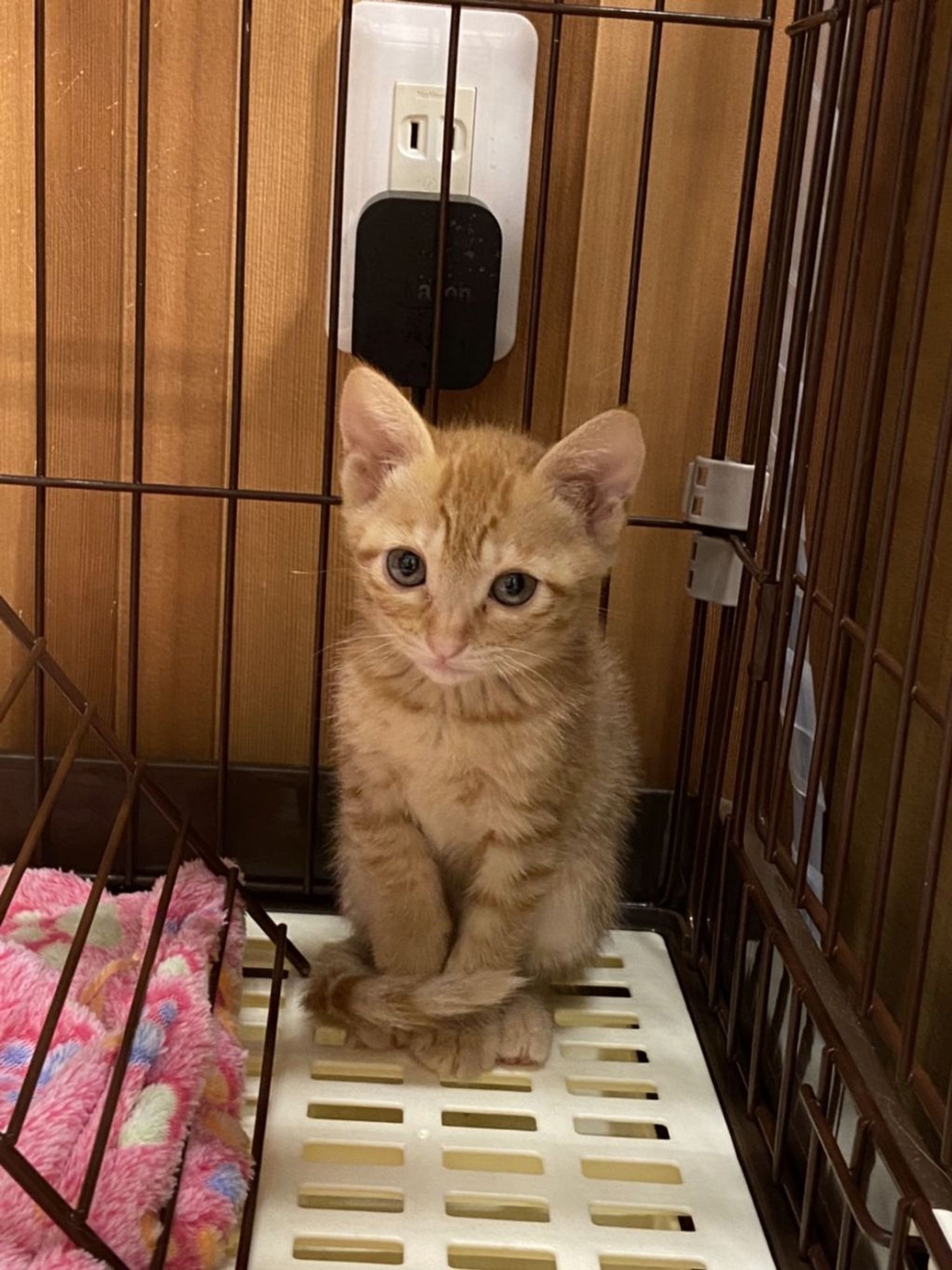 雑種（ミックス猫）・オスの里親募集の写真
