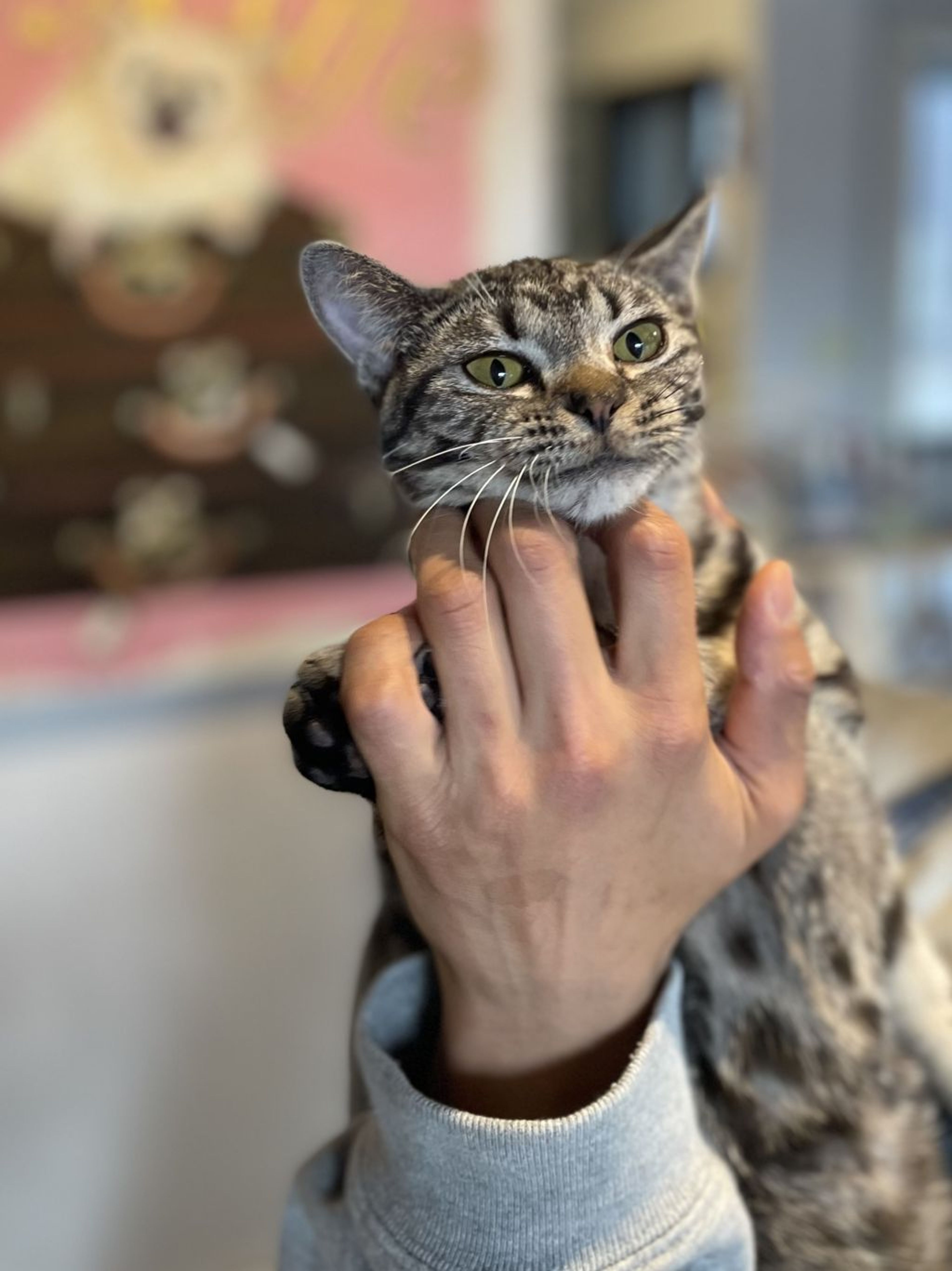 pet-image-2