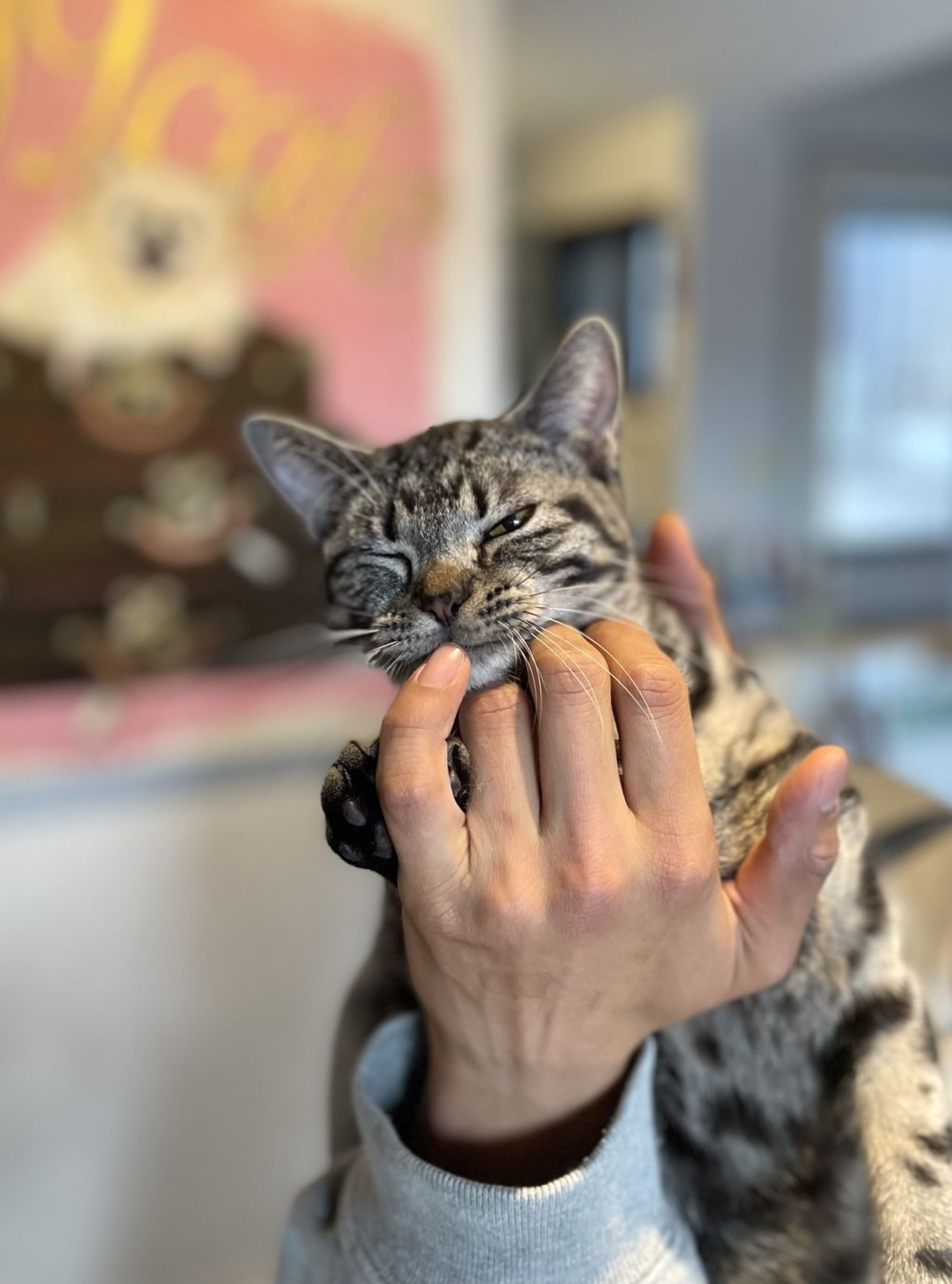 pet-image-3