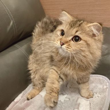 ポン太