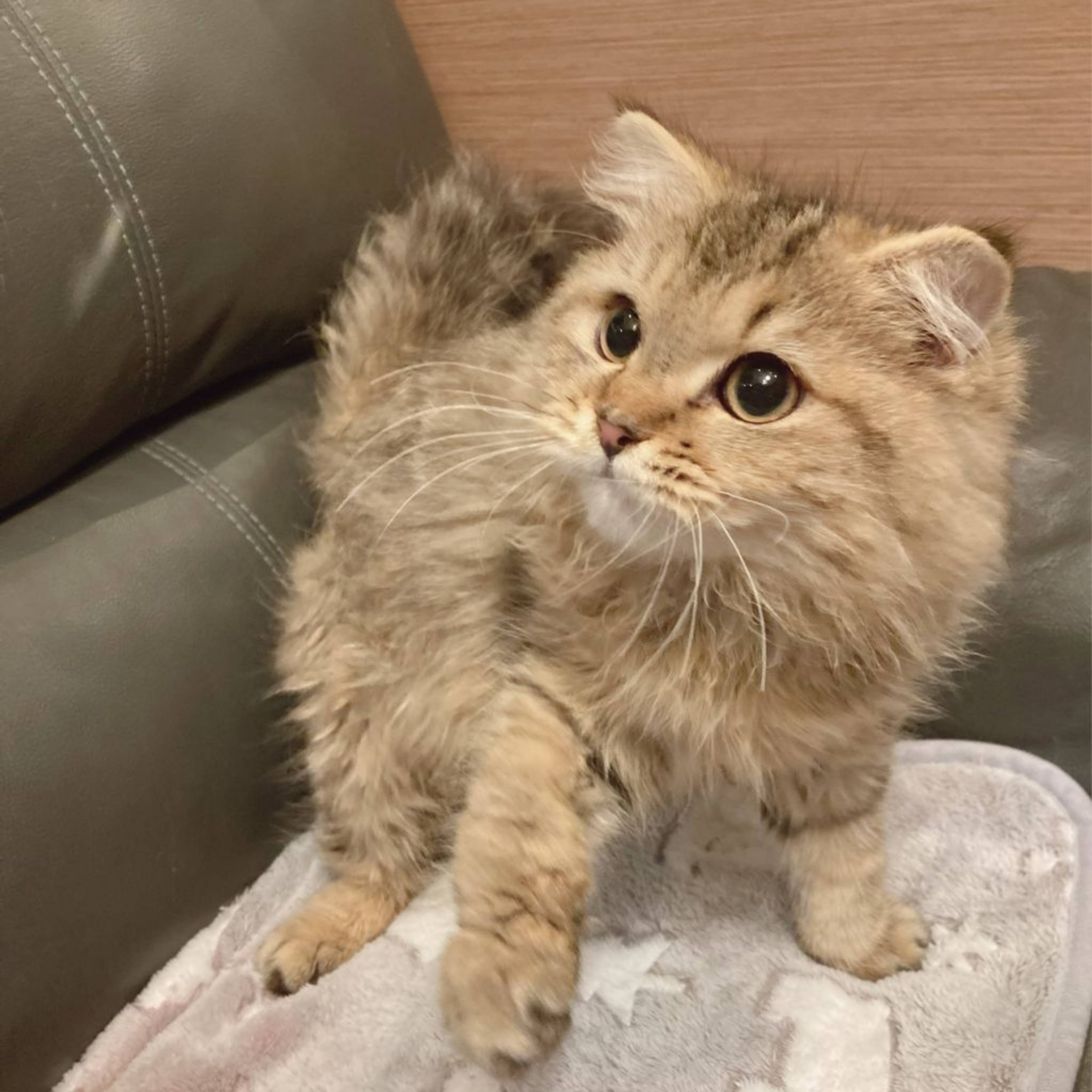 スコティッシュフォールド・オスの里親募集の写真