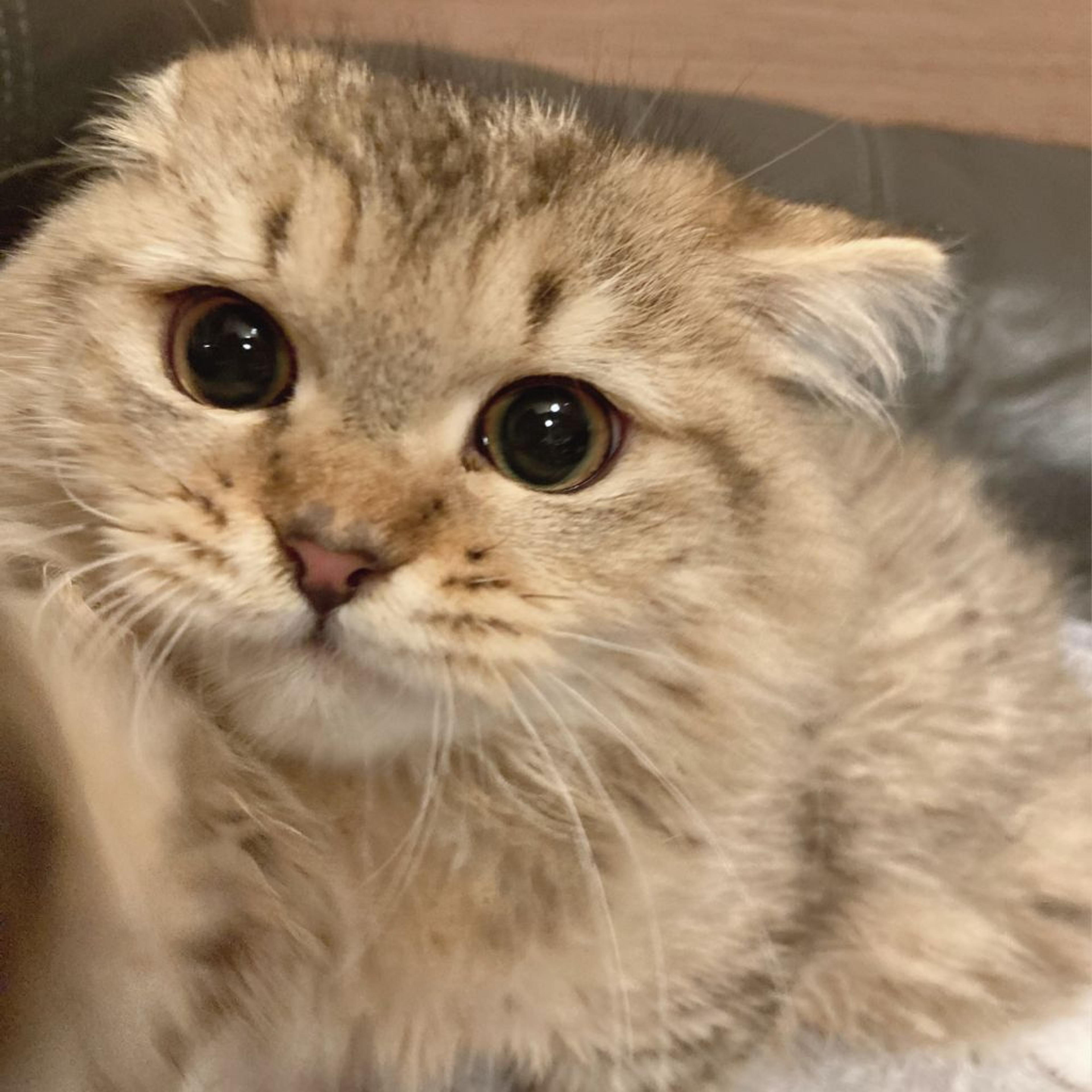 pet-image-2