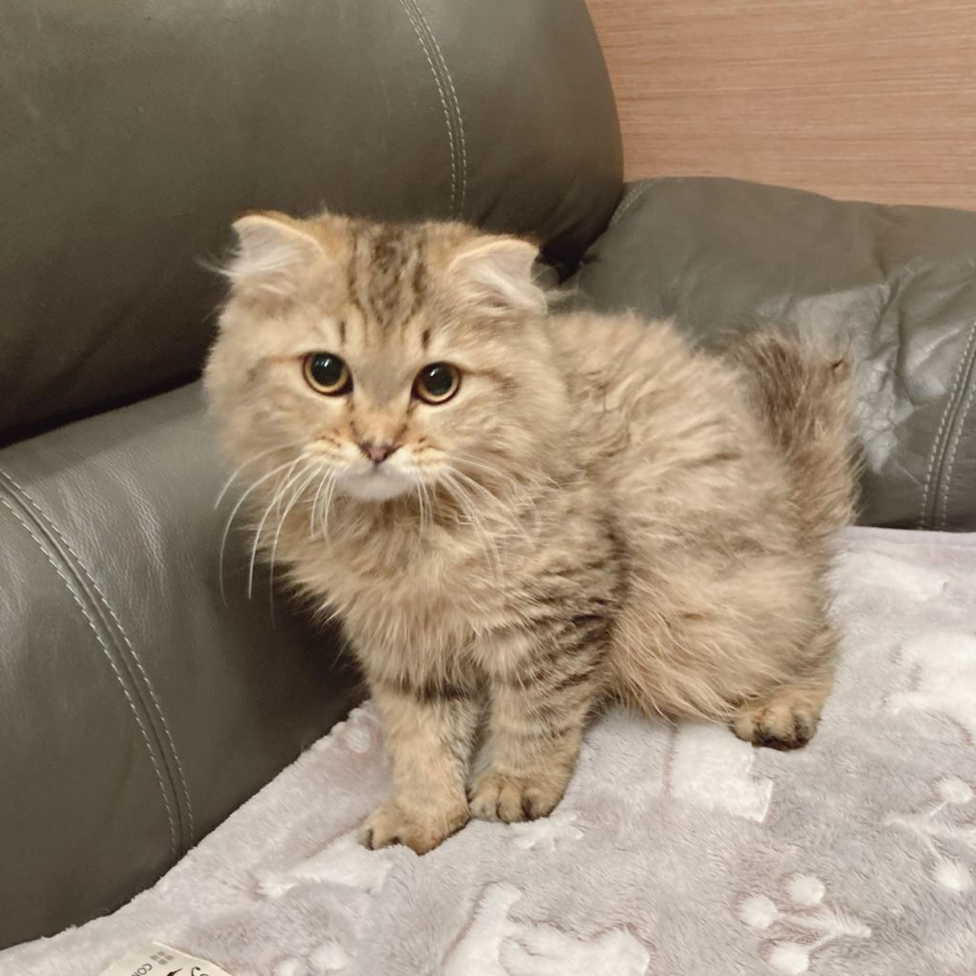 pet-image-3